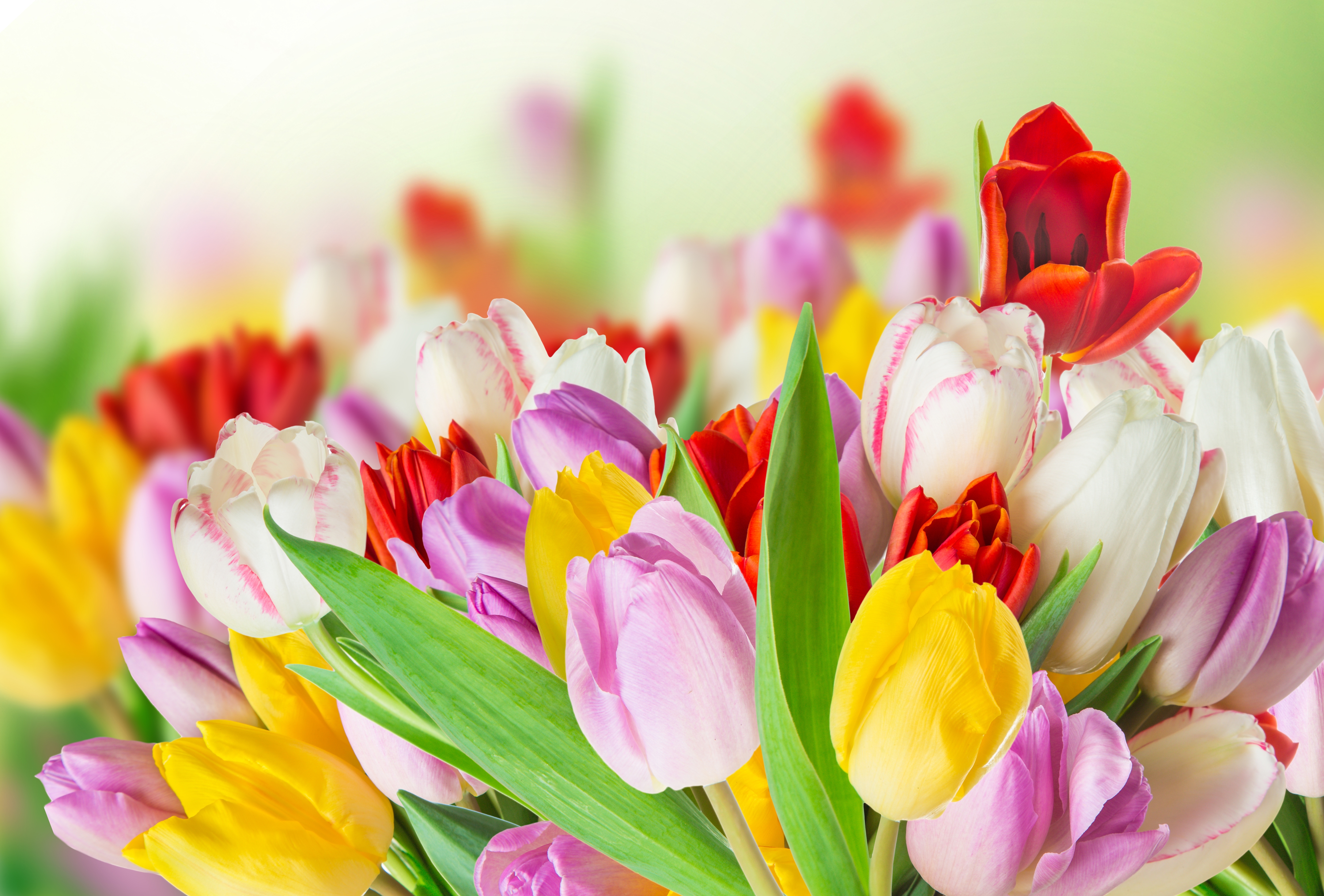 Handy-Wallpaper Natur, Blumen, Blume, Bunt, Frühling, Tulpe, Gelbe Blume, Weiße Blume, Lila Blume, Rote Blume, Erde/natur kostenlos herunterladen.