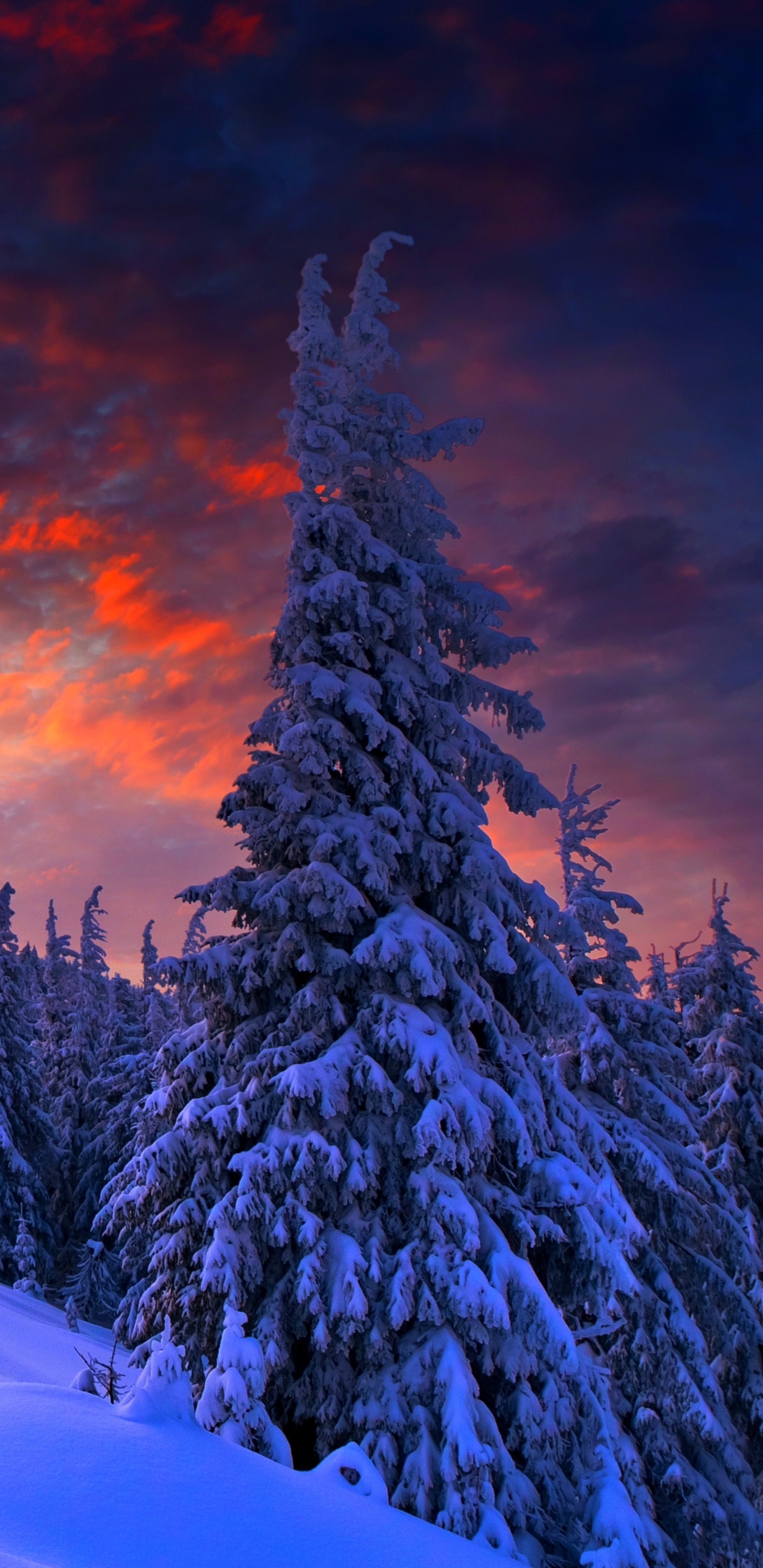 Download mobile wallpaper Winter, Snow, Tree, Earth, Evening for free.