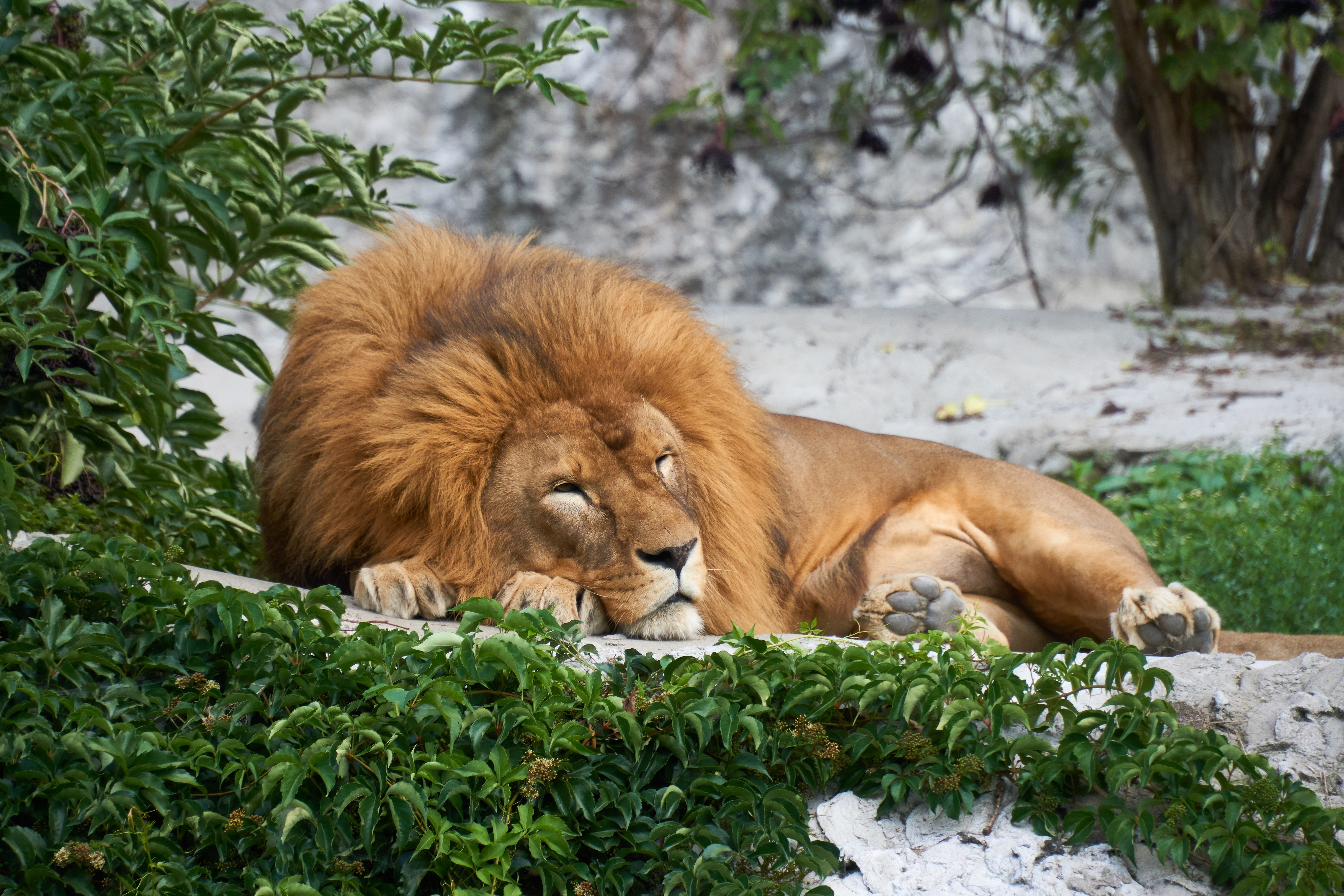 150449 descargar imagen animales, un leon, león, gato grande, dormir, soñar: fondos de pantalla y protectores de pantalla gratis