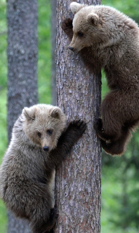 Скачать картинку Животные, Медведи, Медведь, Детеныш, Финляндия в телефон бесплатно.