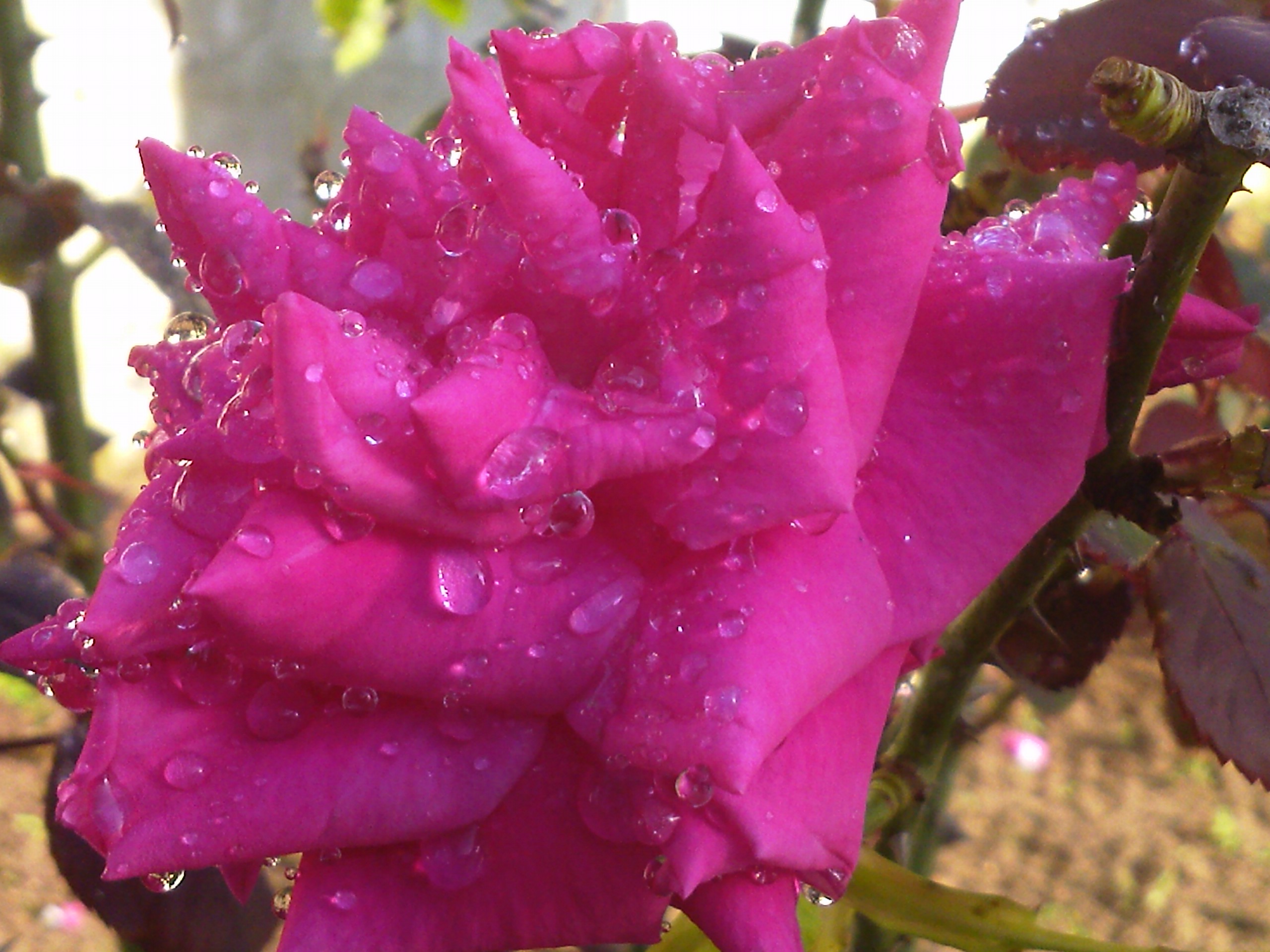 Laden Sie das Blumen, Rosa, Blume, Rose, Erde/natur-Bild kostenlos auf Ihren PC-Desktop herunter
