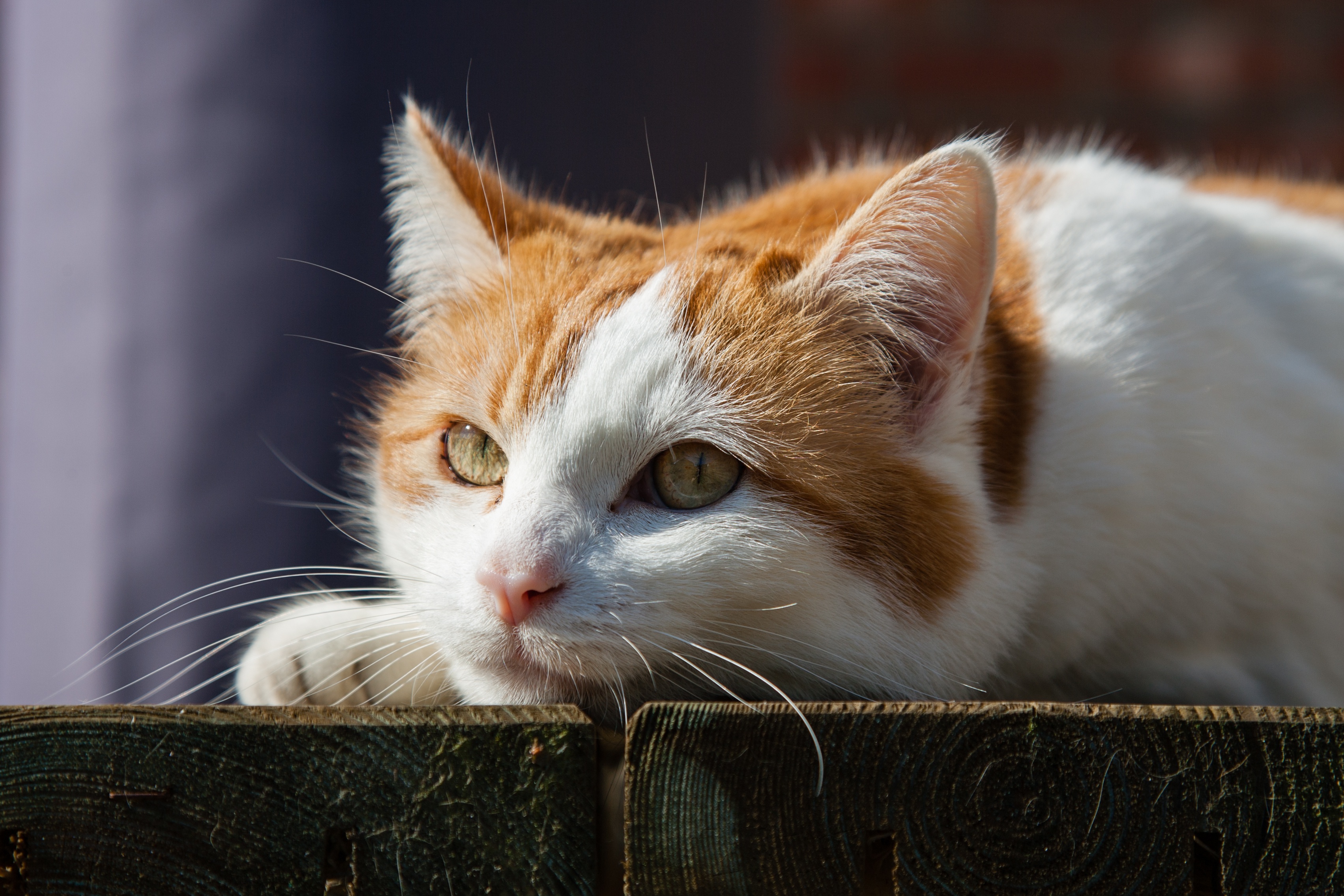 Baixe gratuitamente a imagem Animais, Gatos, Gato na área de trabalho do seu PC