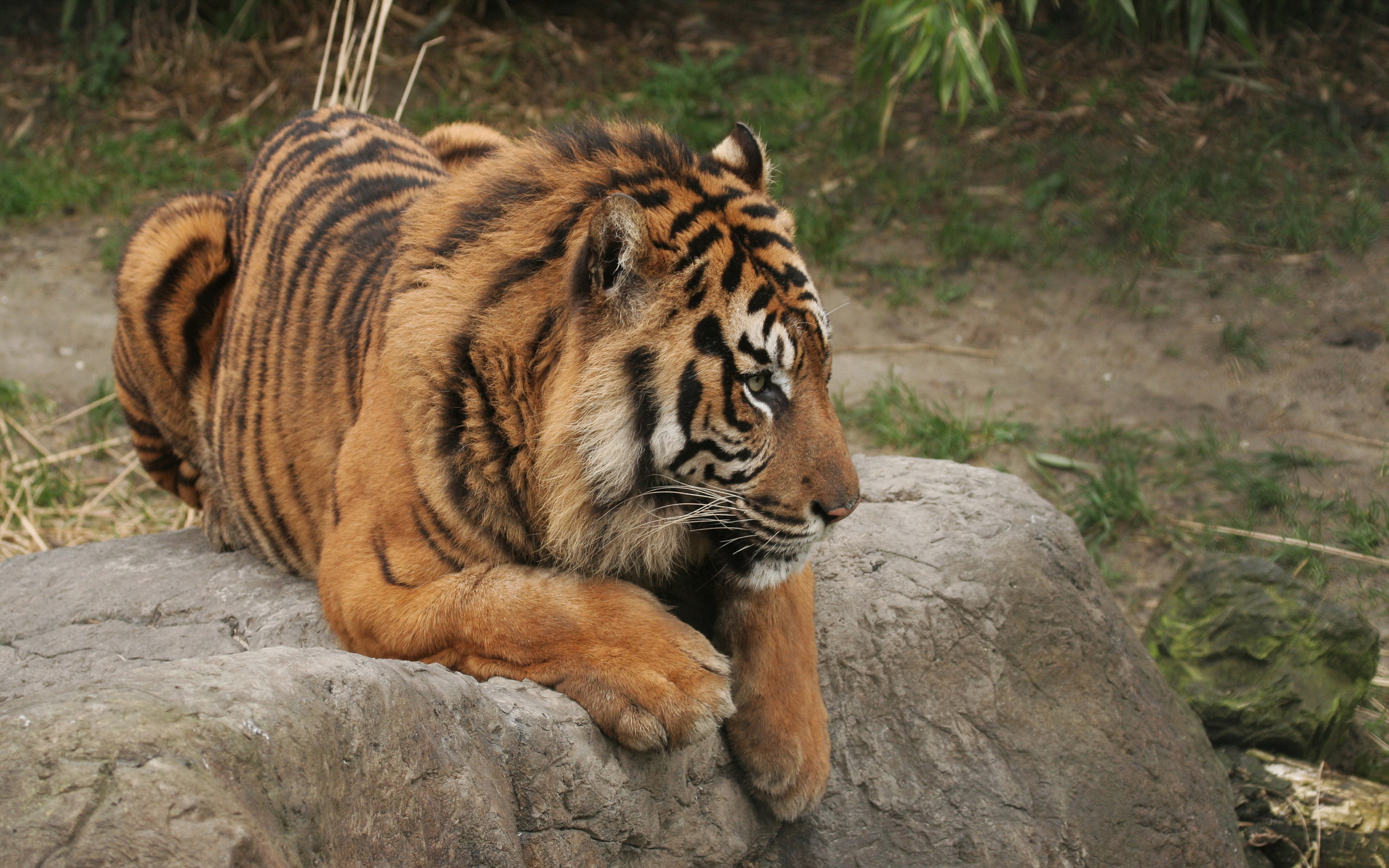 Téléchargez des papiers peints mobile Animaux, Chats, Tigre gratuitement.