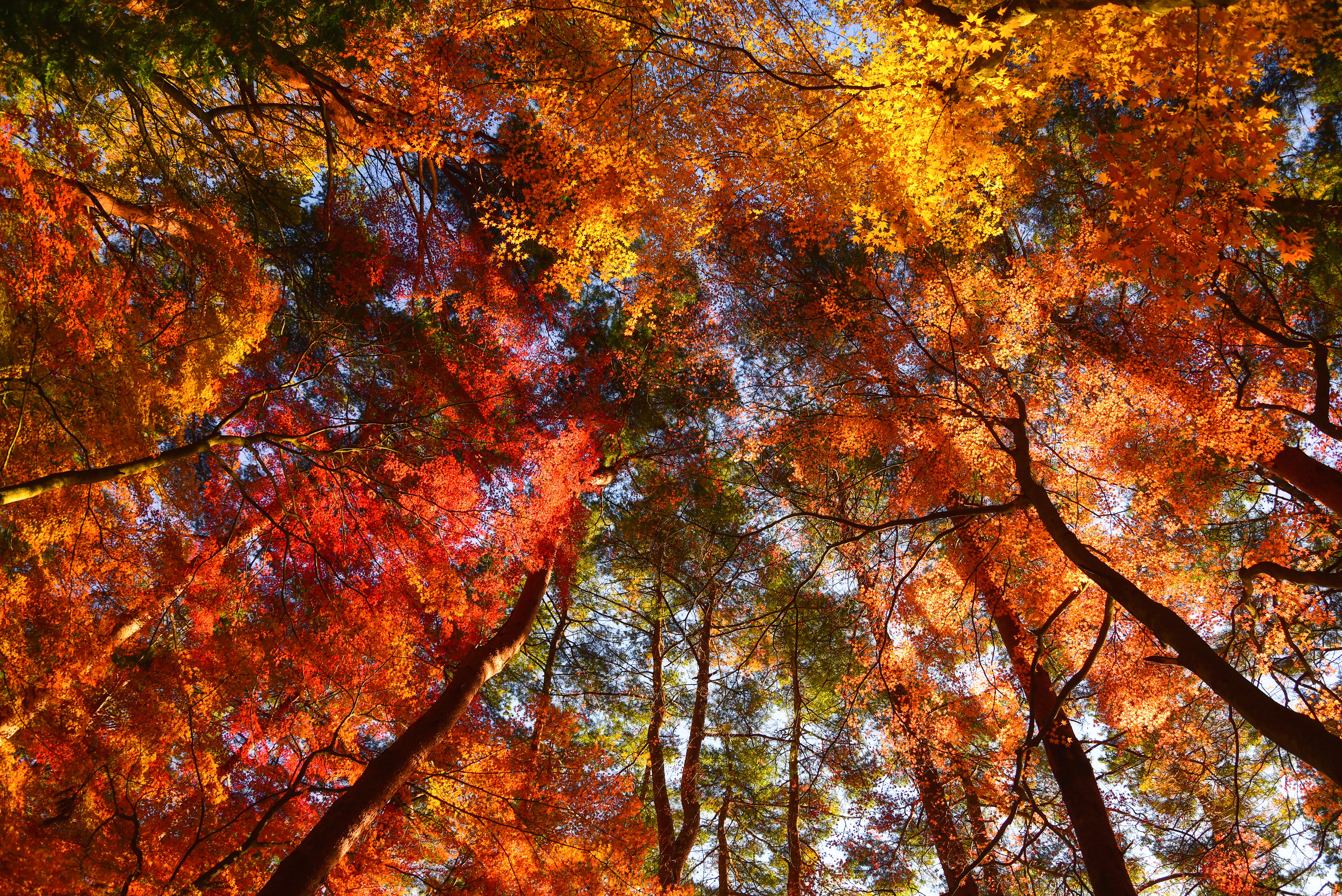 906009壁紙のダウンロード地球, 秋, 自然, こずえ-スクリーンセーバーと写真を無料で