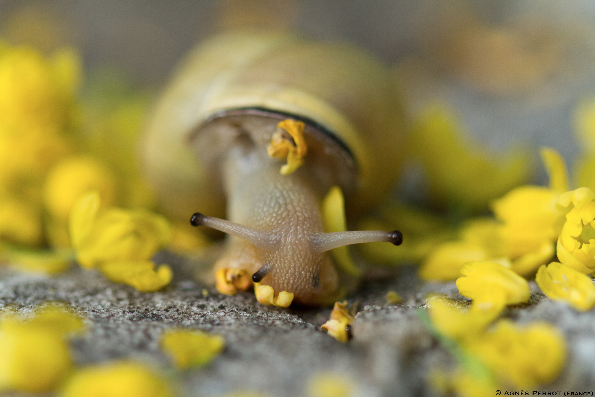 Download mobile wallpaper Animal, Snail for free.