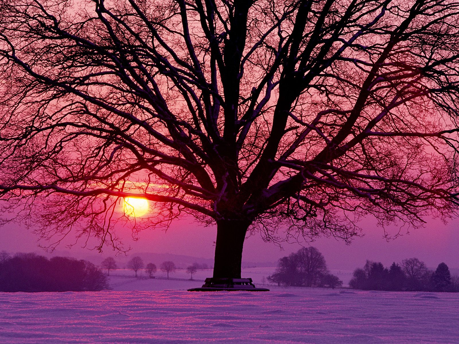 Скачать обои бесплатно Солнце, Снег, Дерево, Земля/природа, Закат Солнца картинка на рабочий стол ПК