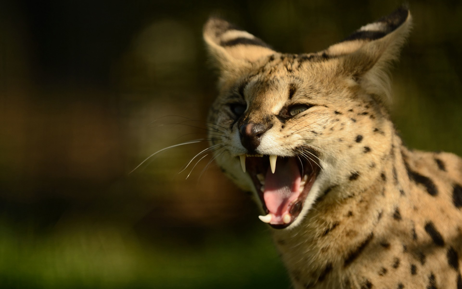 297657 Hintergrundbild herunterladen tiere, serval, katze, katzen - Bildschirmschoner und Bilder kostenlos