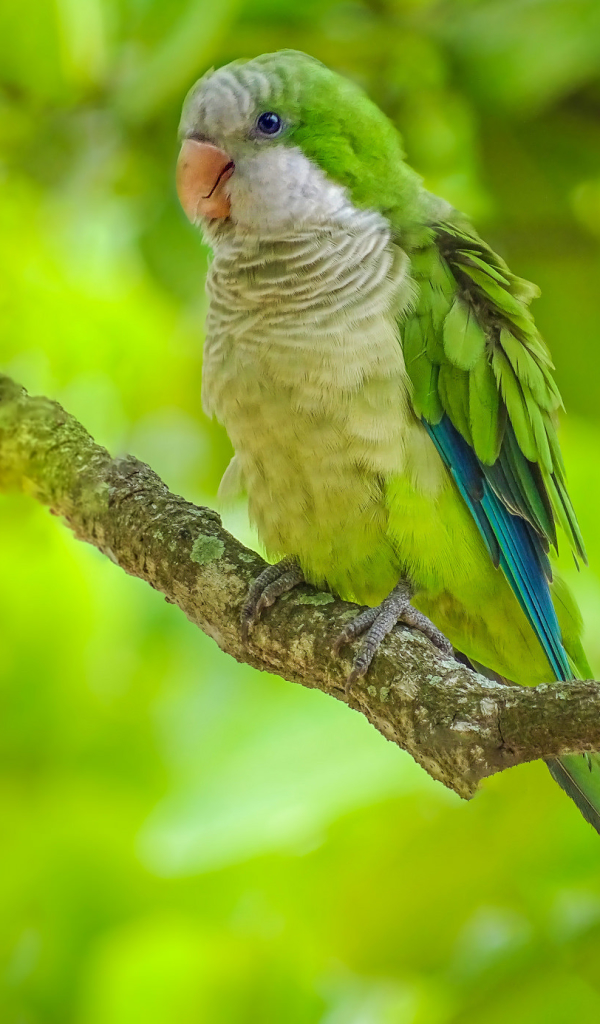 Download mobile wallpaper Birds, Bird, Branch, Animal, Parrot for free.