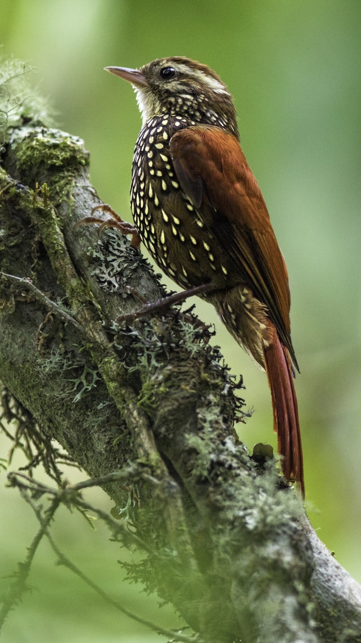 Descarga gratuita de fondo de pantalla para móvil de Ave, Aves, Animales.