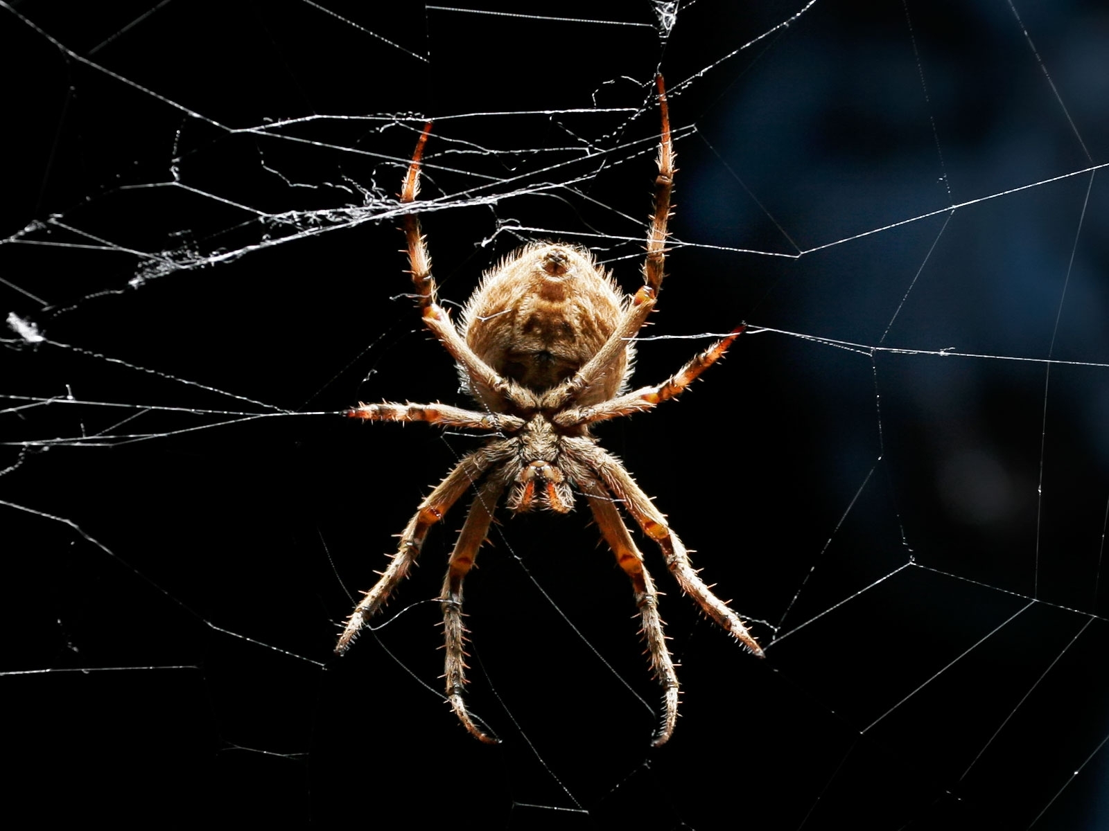 265342 descargar imagen animales, araña, arañas: fondos de pantalla y protectores de pantalla gratis