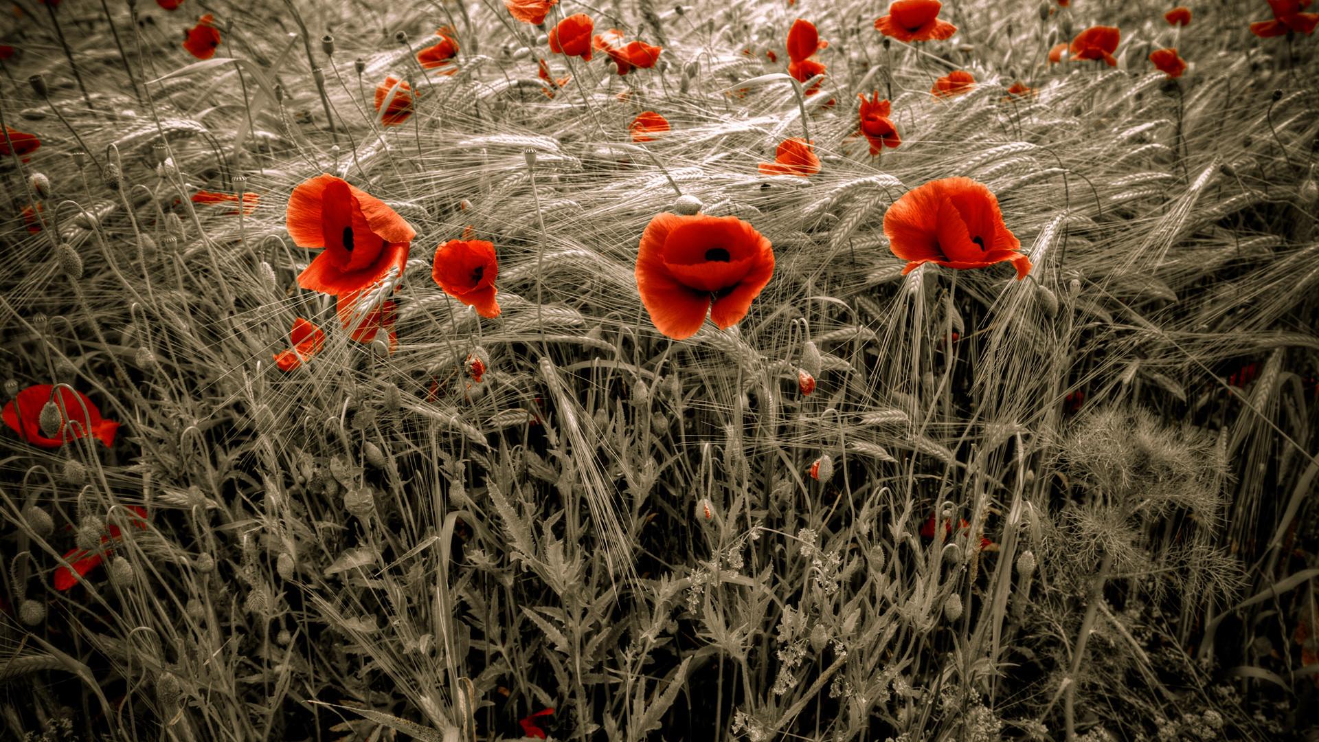 Download mobile wallpaper Earth, Poppy for free.