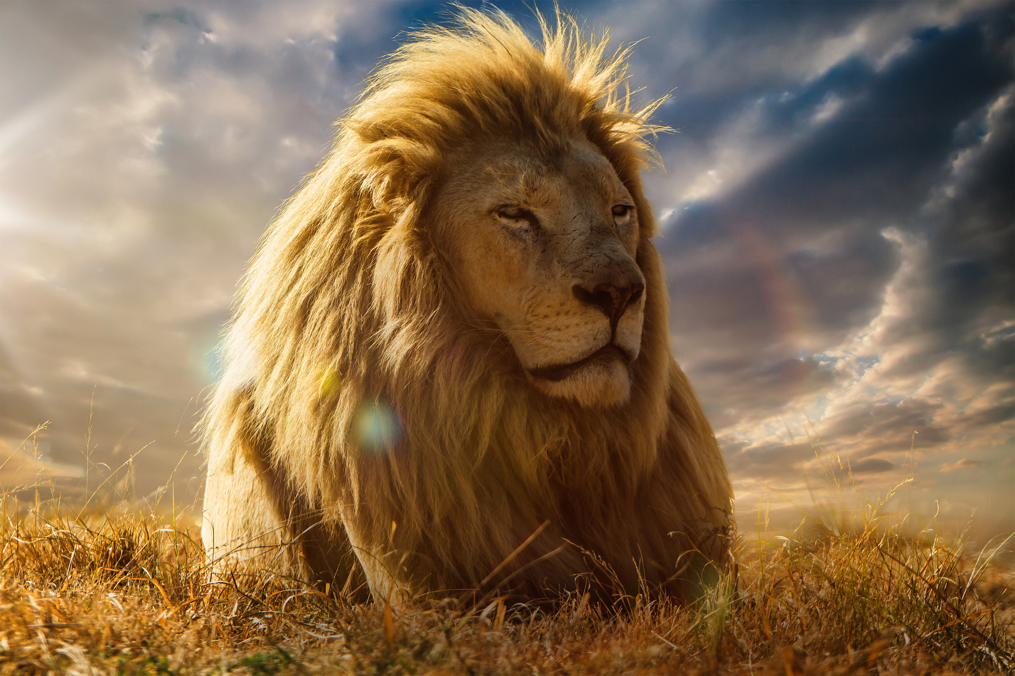128583 télécharger le fond d'écran lion, roi des bêtes, animaux, savanna, un lion, crinière - économiseurs d'écran et images gratuitement