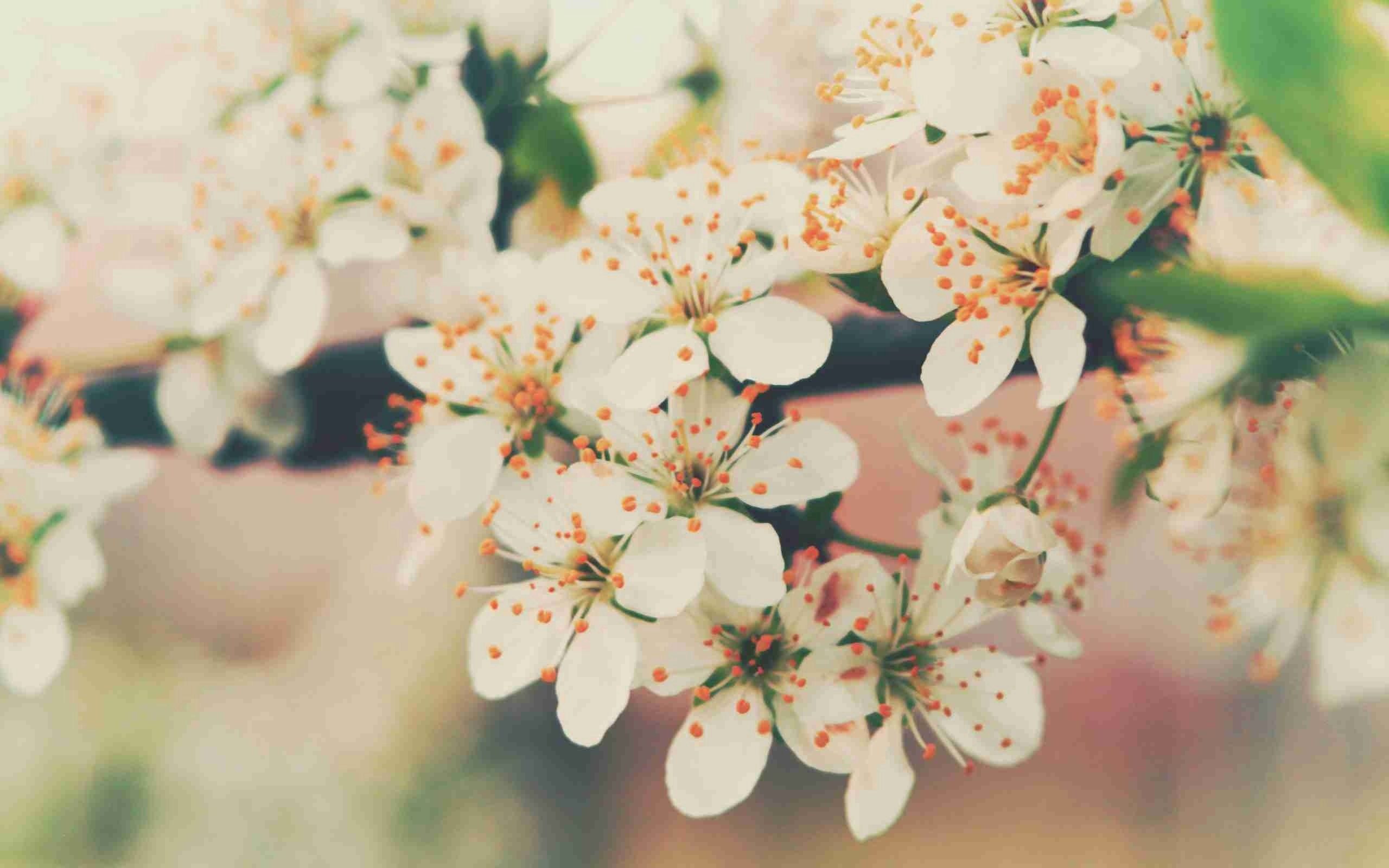 Laden Sie das Makro, Holz, Baum, Blühen, Zweig, Ast, Blühenden, Blumen-Bild kostenlos auf Ihren PC-Desktop herunter