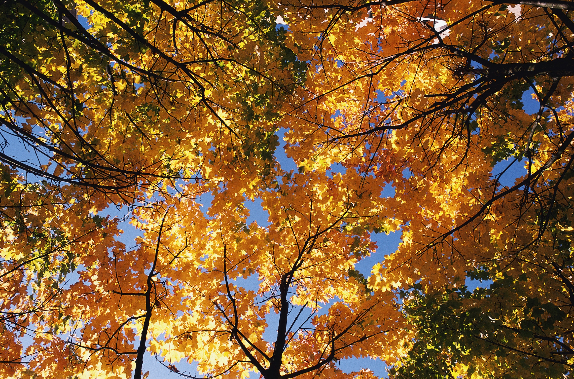 98768 скачать картинку желтые, природа, деревья, осень, листья, верхушки, ветви, кроны - обои и заставки бесплатно