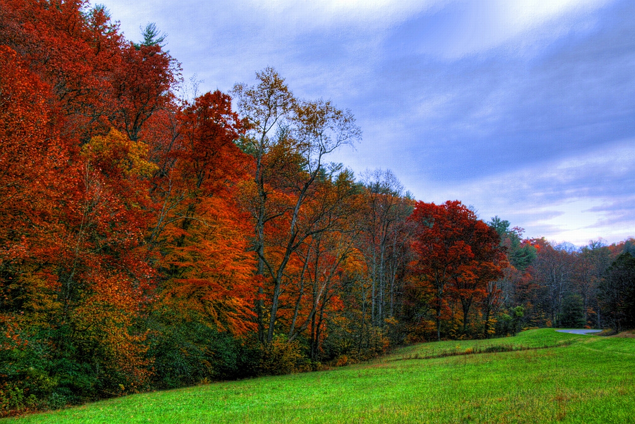 Laden Sie das Wald, Erde/natur-Bild kostenlos auf Ihren PC-Desktop herunter