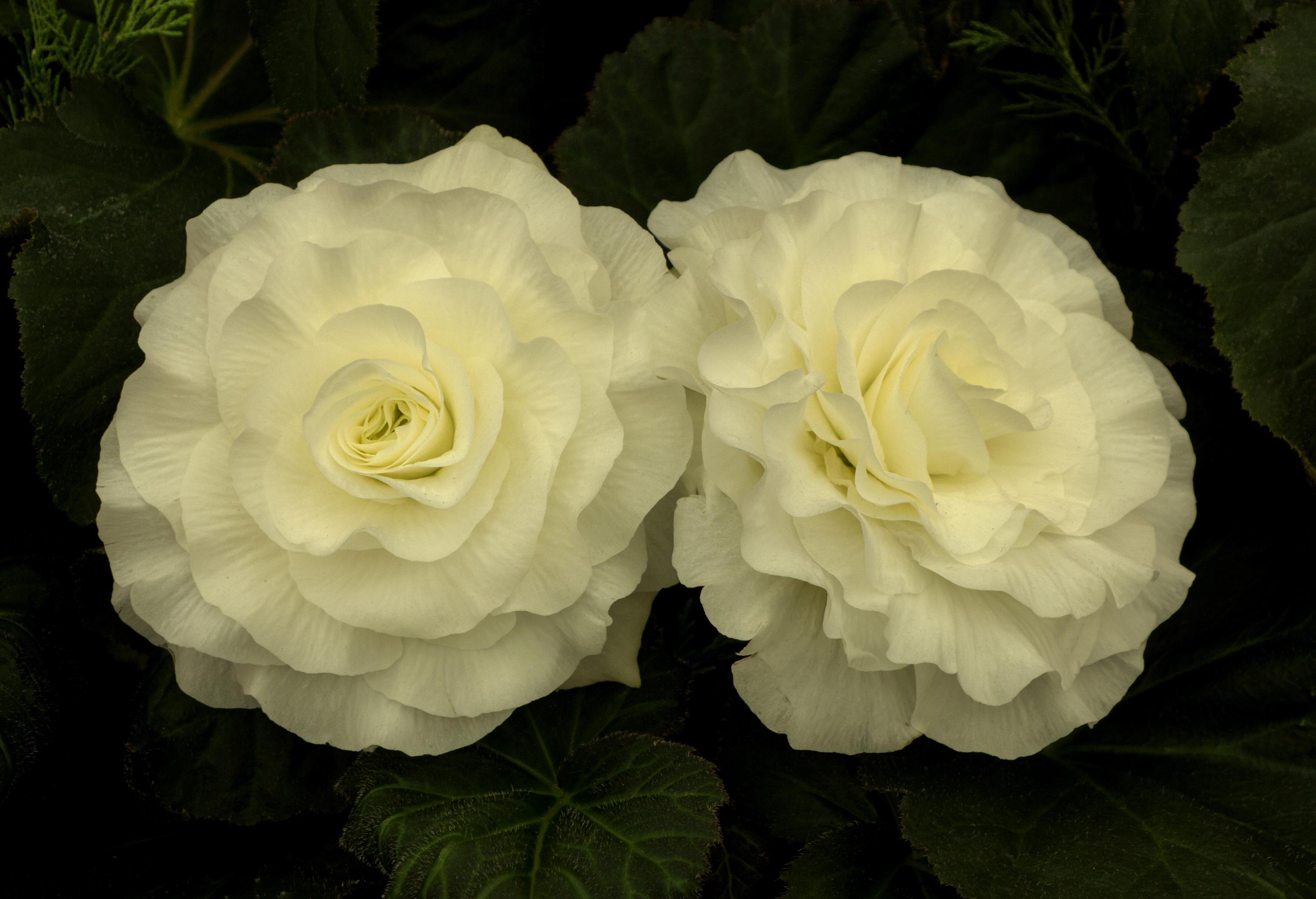 Baixe gratuitamente a imagem Flores, Rosa, Flor, Flor Branca, Terra/natureza na área de trabalho do seu PC