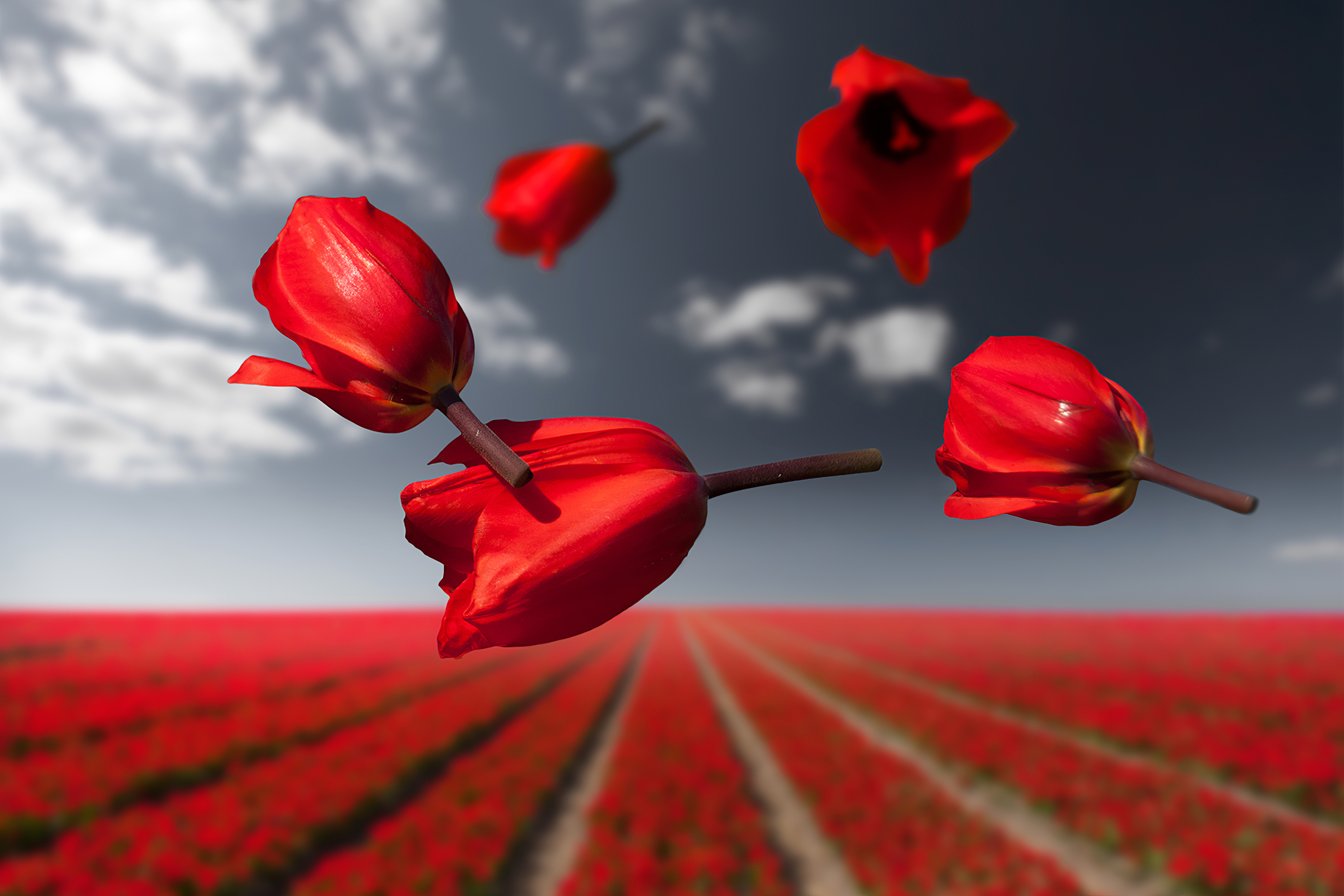 Free download wallpaper Flowers, Earth, Tulip on your PC desktop