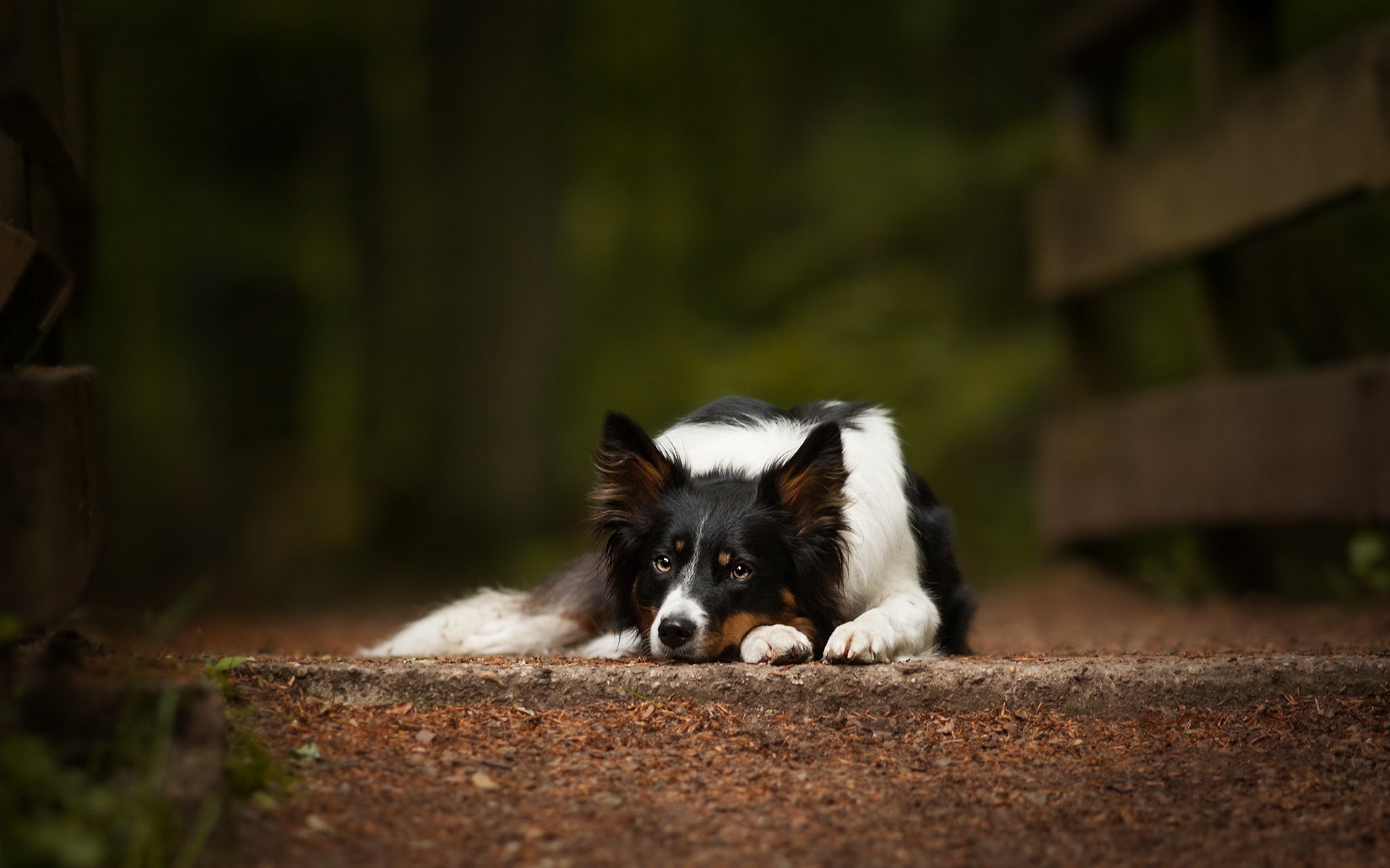 PCデスクトップに動物, 犬, 休憩中, オーストラリアン シェパード画像を無料でダウンロード