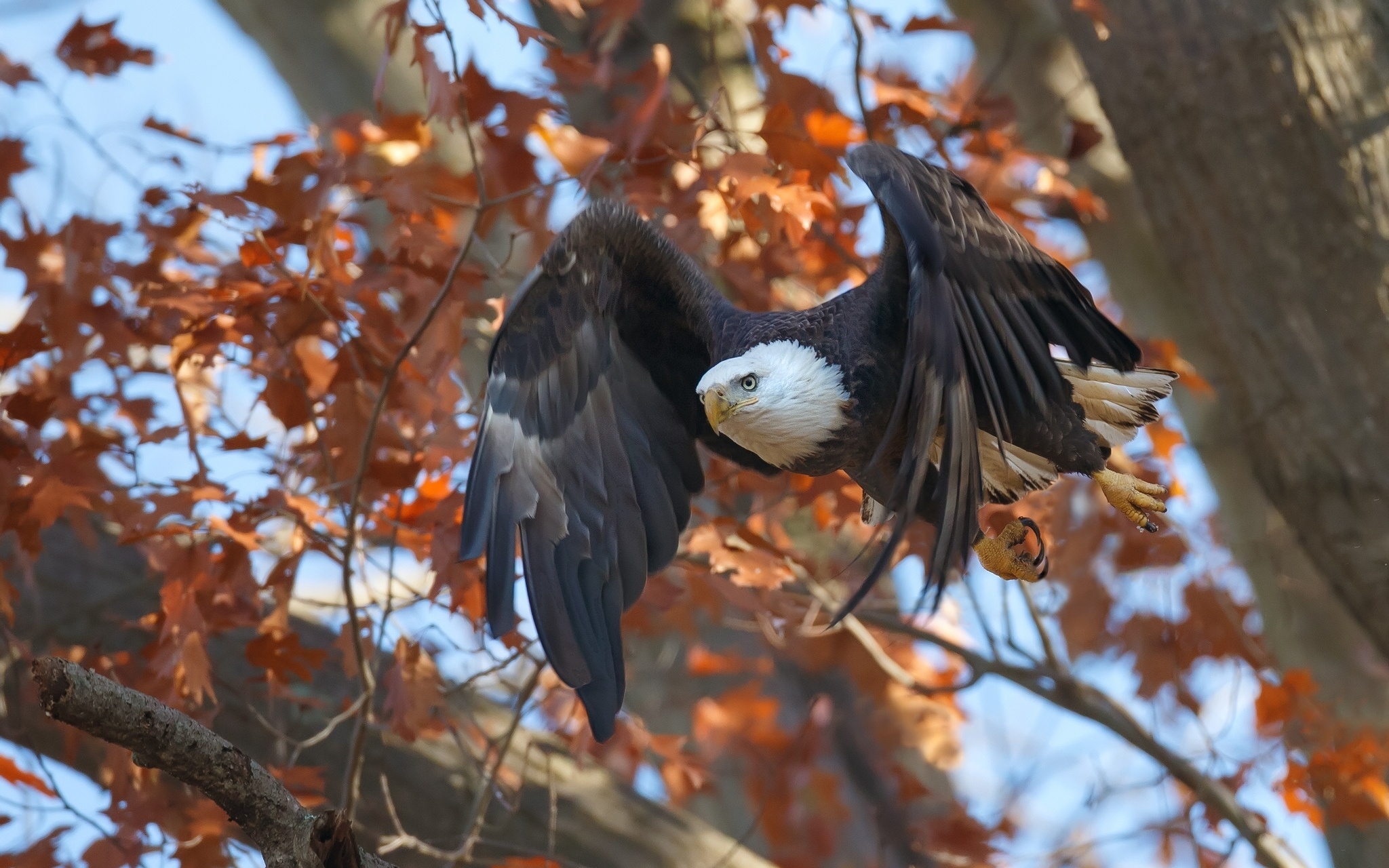 Handy-Wallpaper Weißkopfseeadler, Vögel, Tiere kostenlos herunterladen.