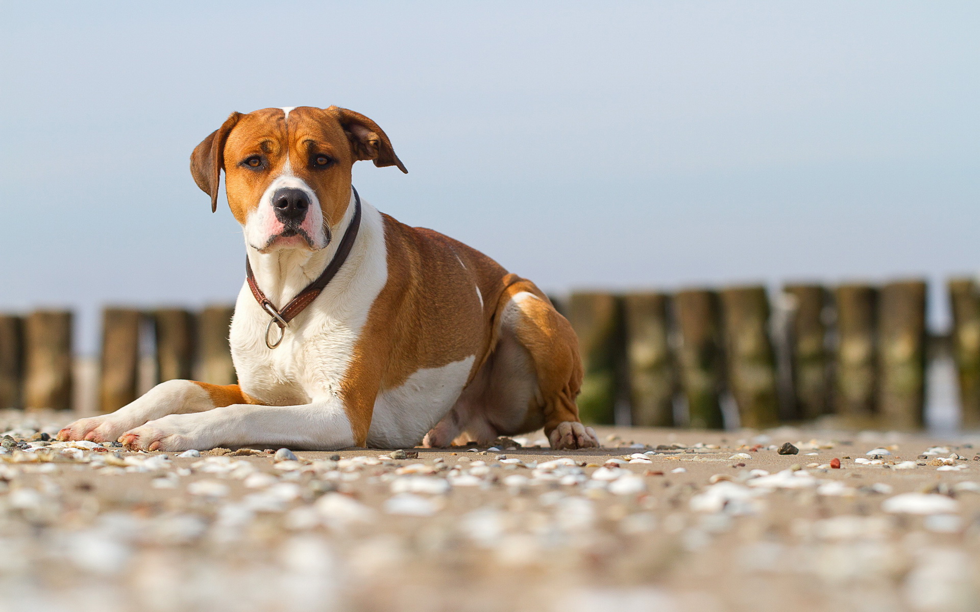 Laden Sie das Hunde, Hund, Tiere-Bild kostenlos auf Ihren PC-Desktop herunter