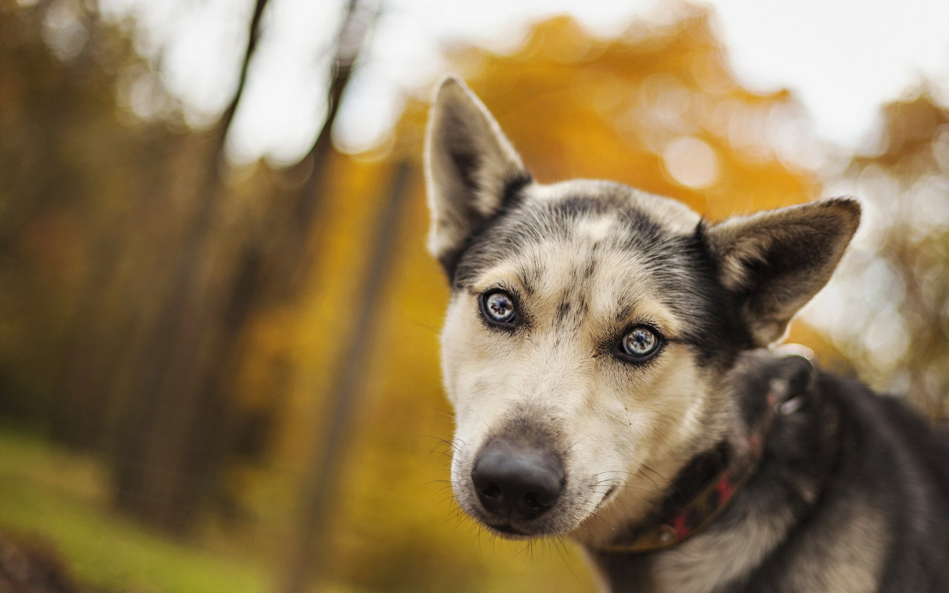 Téléchargez des papiers peints mobile Chiens, Chien, Animaux gratuitement.