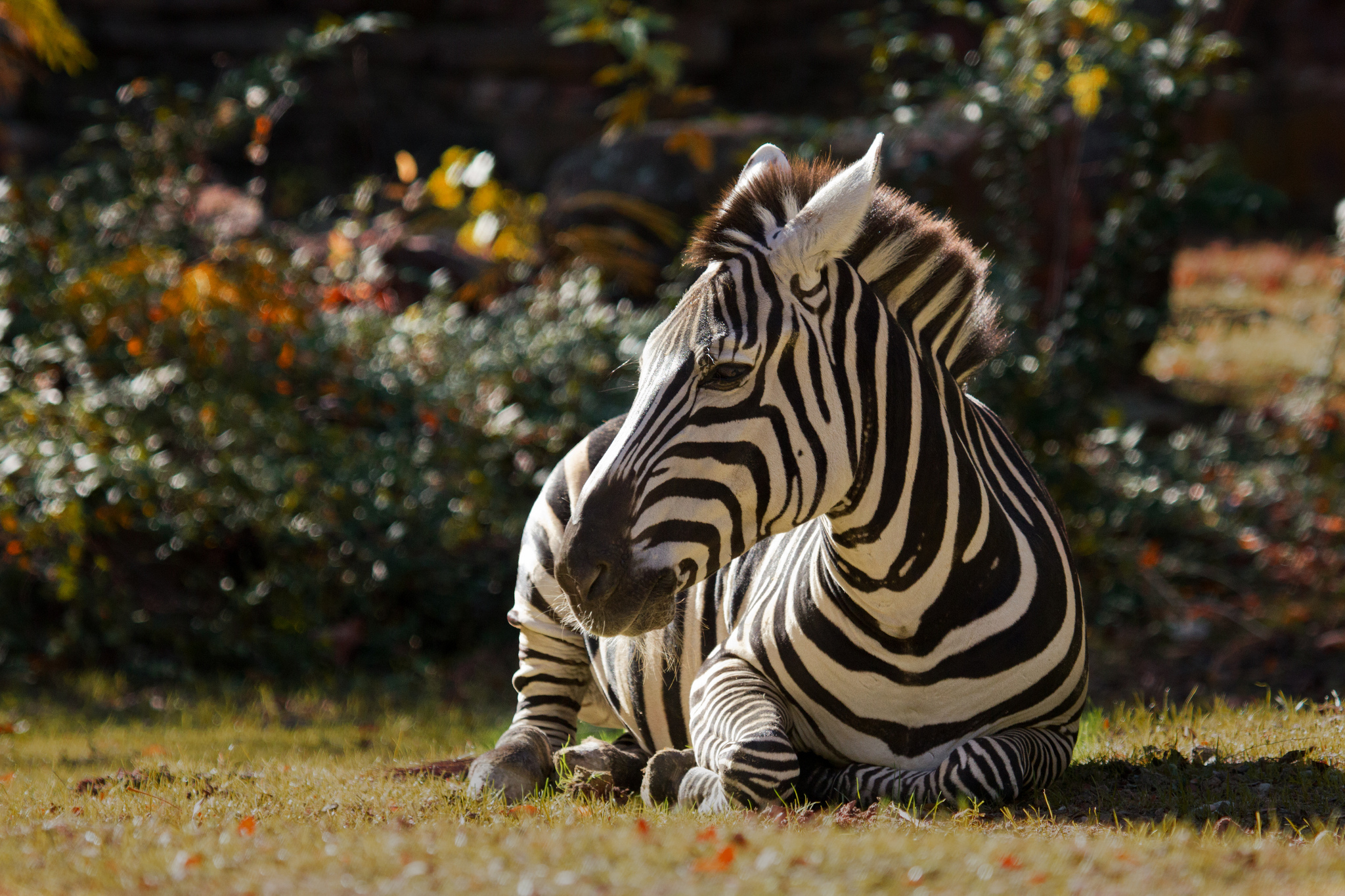 598485 baixar imagens animais, zebra - papéis de parede e protetores de tela gratuitamente