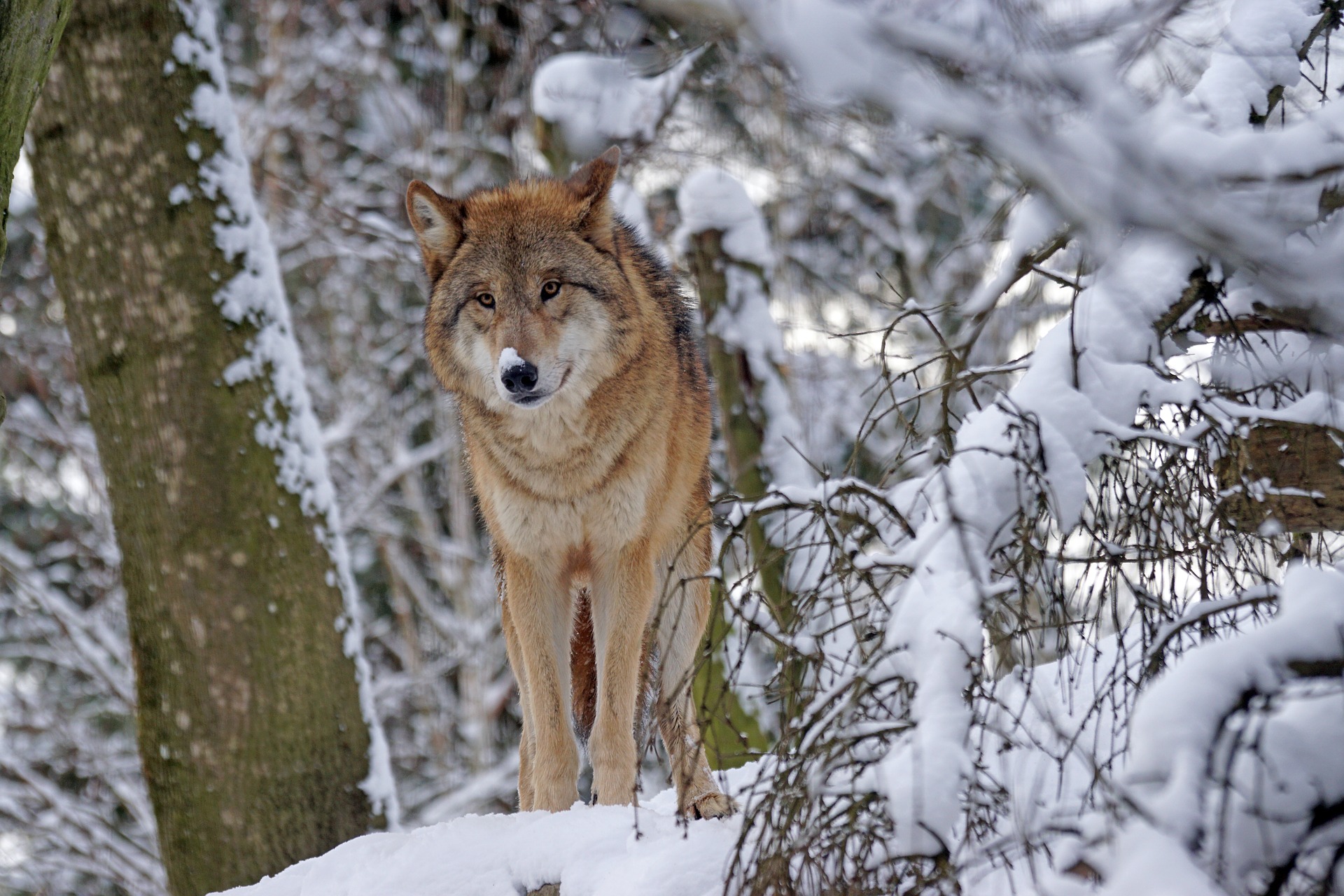 Baixe gratuitamente a imagem Animais, Lobos, Inverno, Neve, Lobo na área de trabalho do seu PC