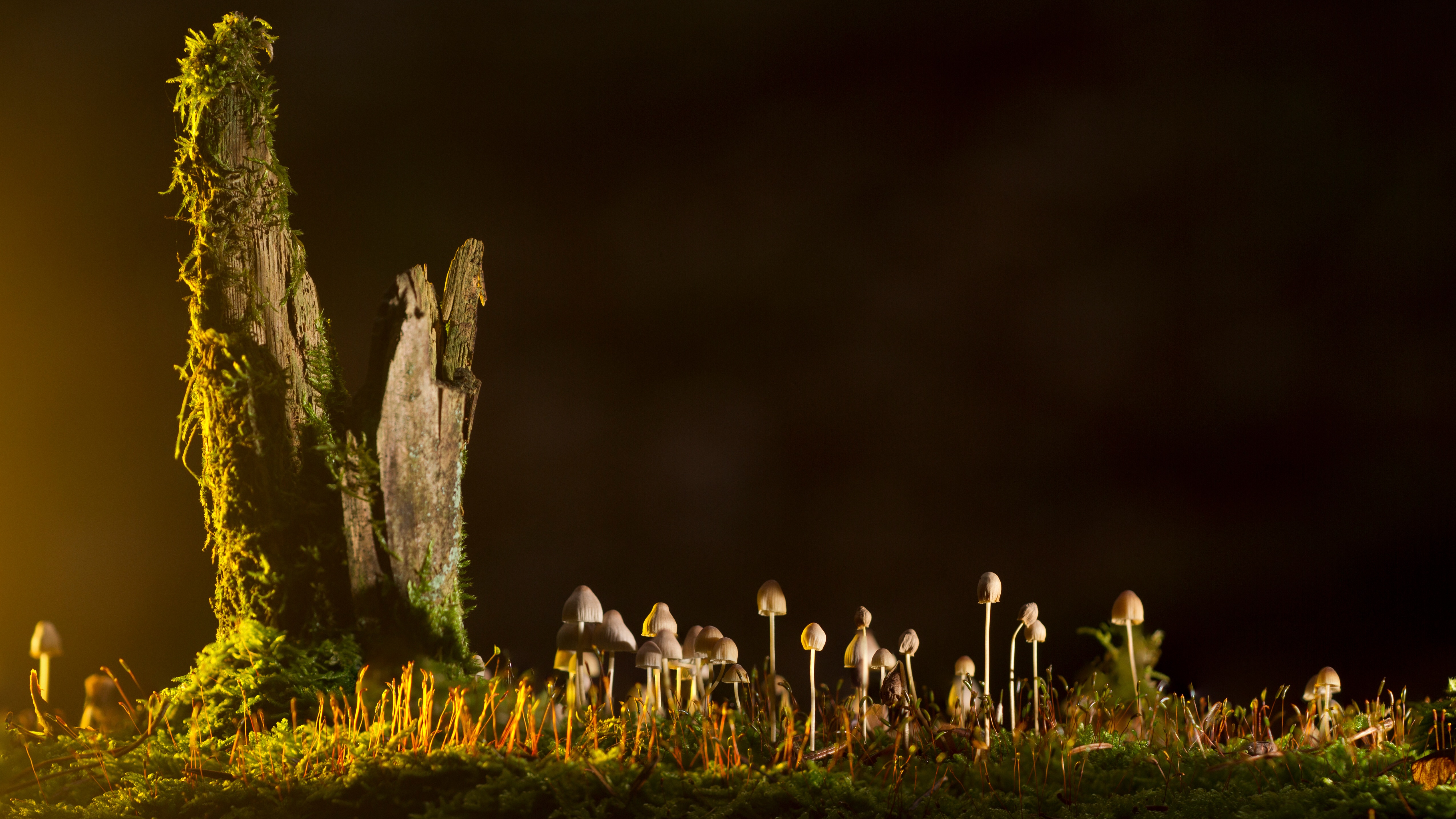 Free download wallpaper Nature, Night, Earth, Mushroom on your PC desktop