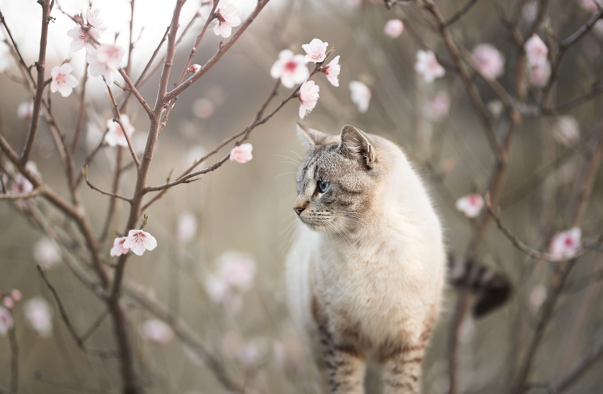 Handy-Wallpaper Tiere, Katzen, Blume, Katze, Blüte, Tiefenschärfe kostenlos herunterladen.