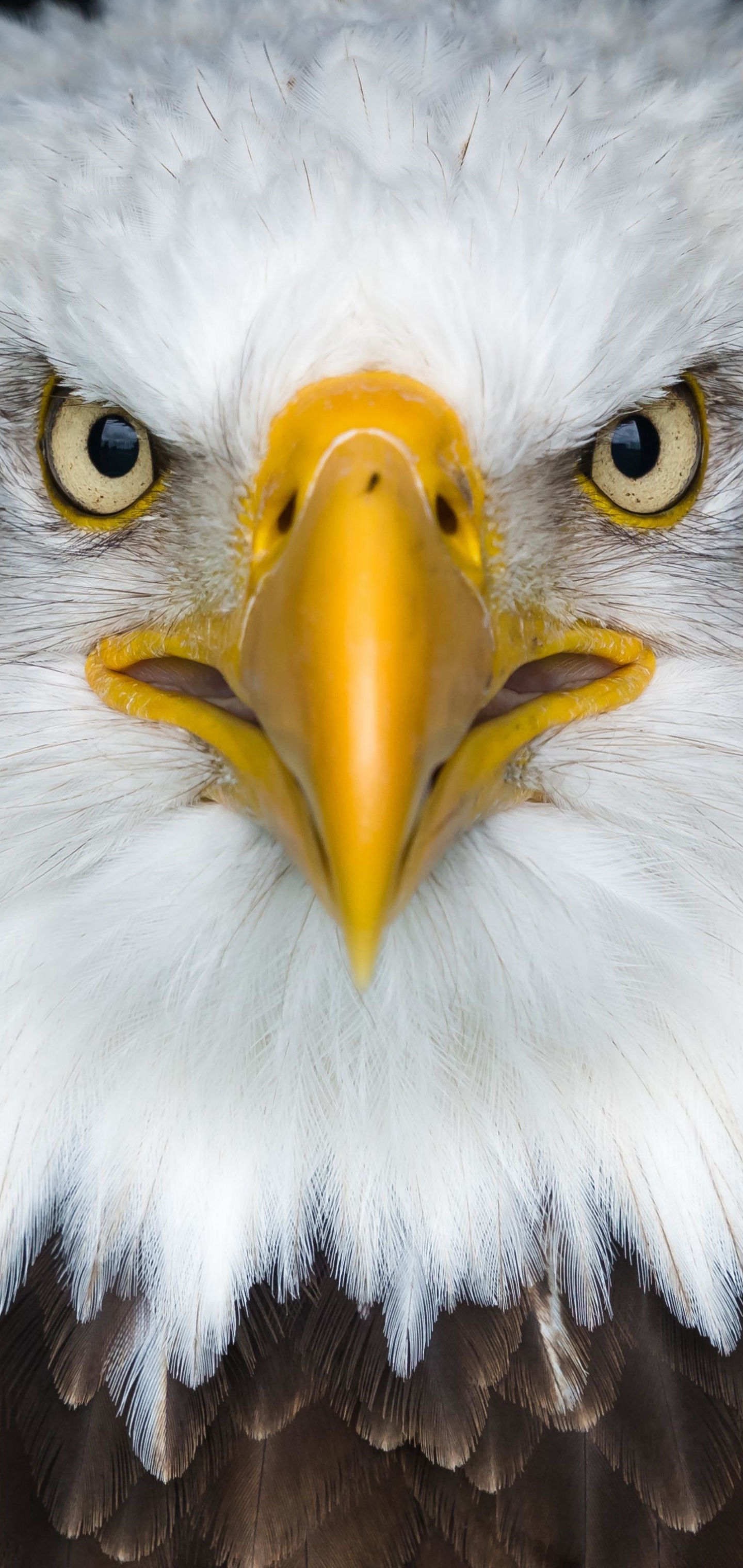 Laden Sie das Tiere, Vögel, Vogel, Adler, Weißkopfseeadler, Starren-Bild kostenlos auf Ihren PC-Desktop herunter