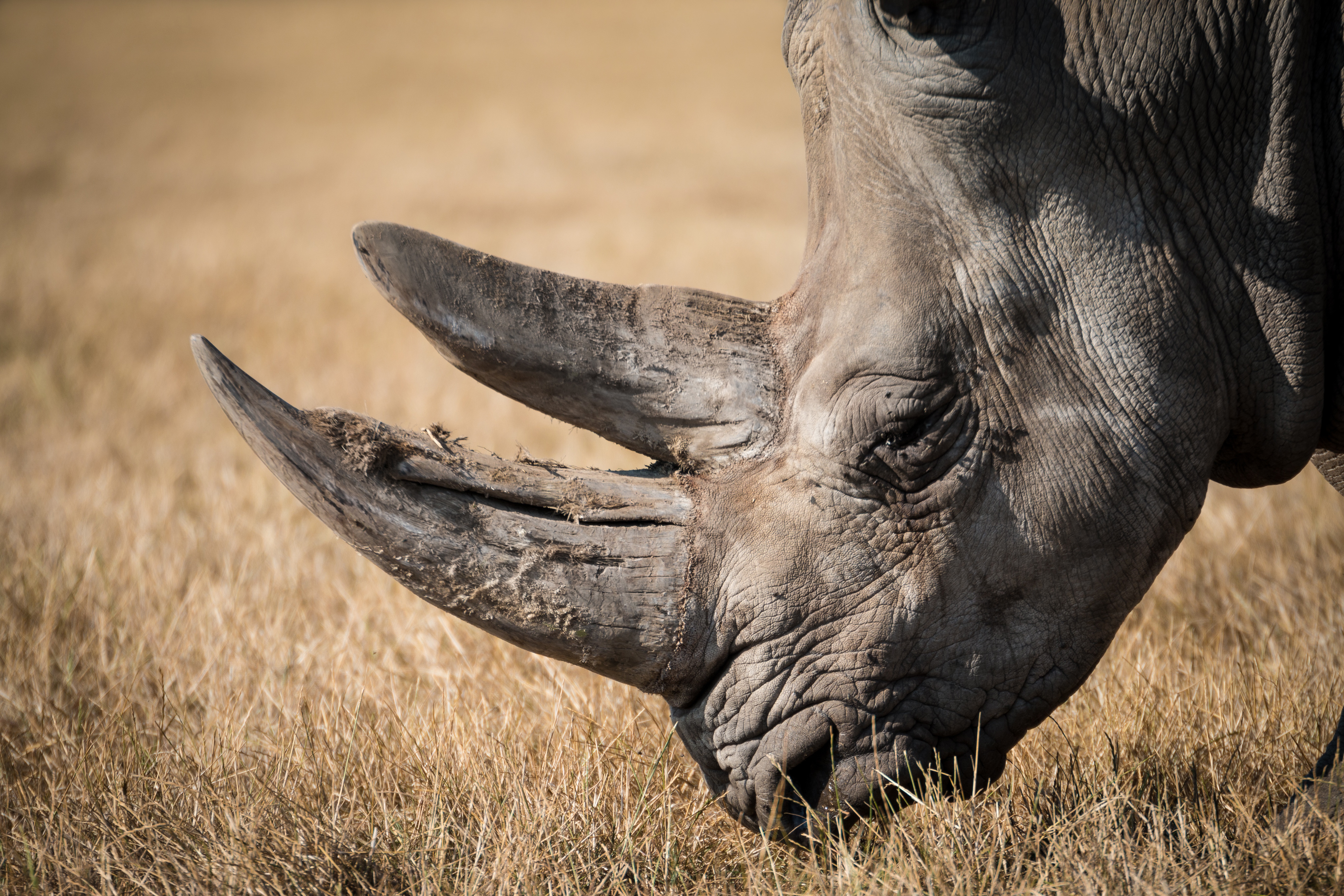 Download mobile wallpaper Grass, Animal, Rhinoceros, Mammal, Rhino for free.