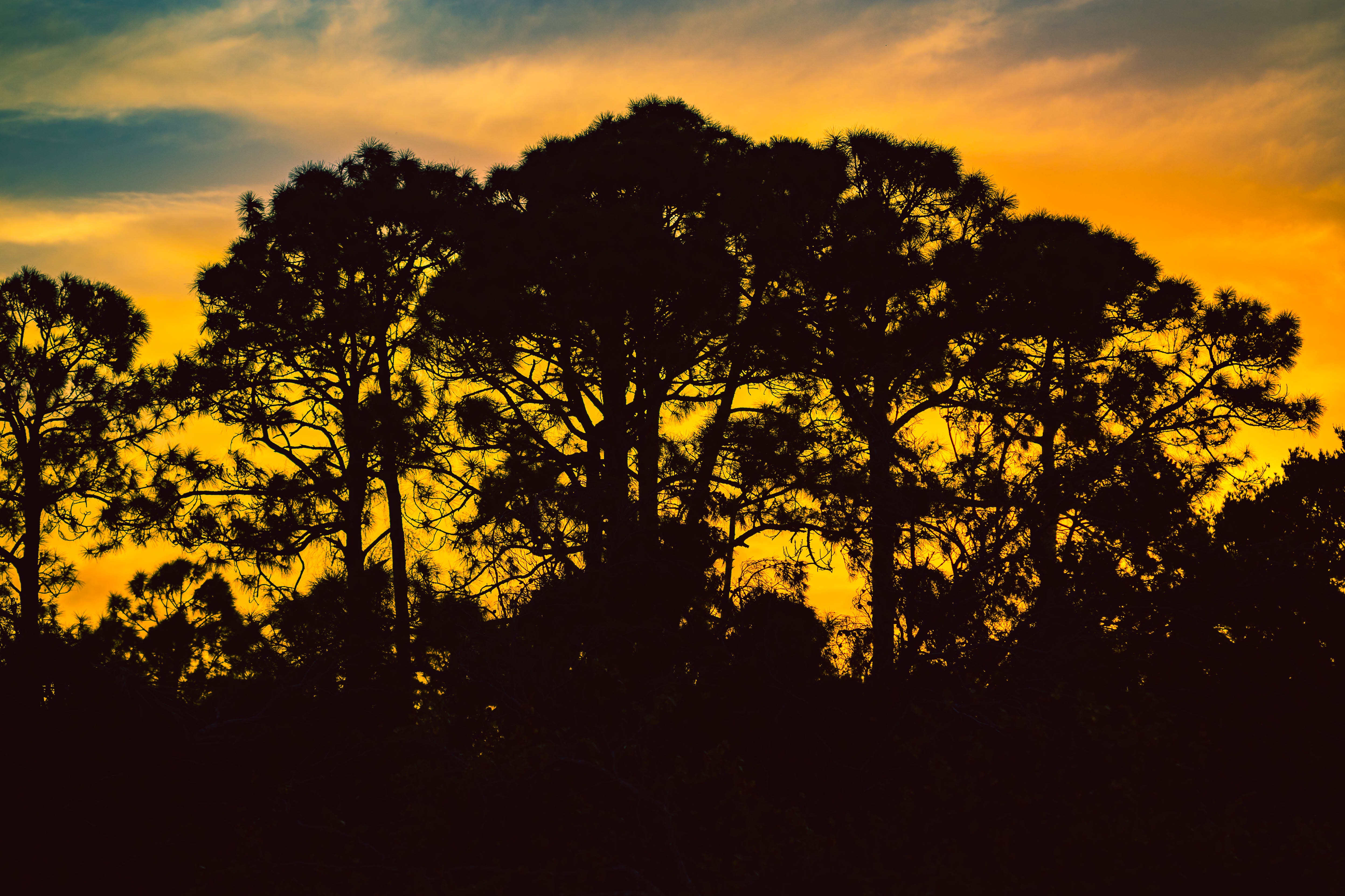 Laden Sie das Natur, Bäume, Sky, Übernachtung, Silhouetten-Bild kostenlos auf Ihren PC-Desktop herunter