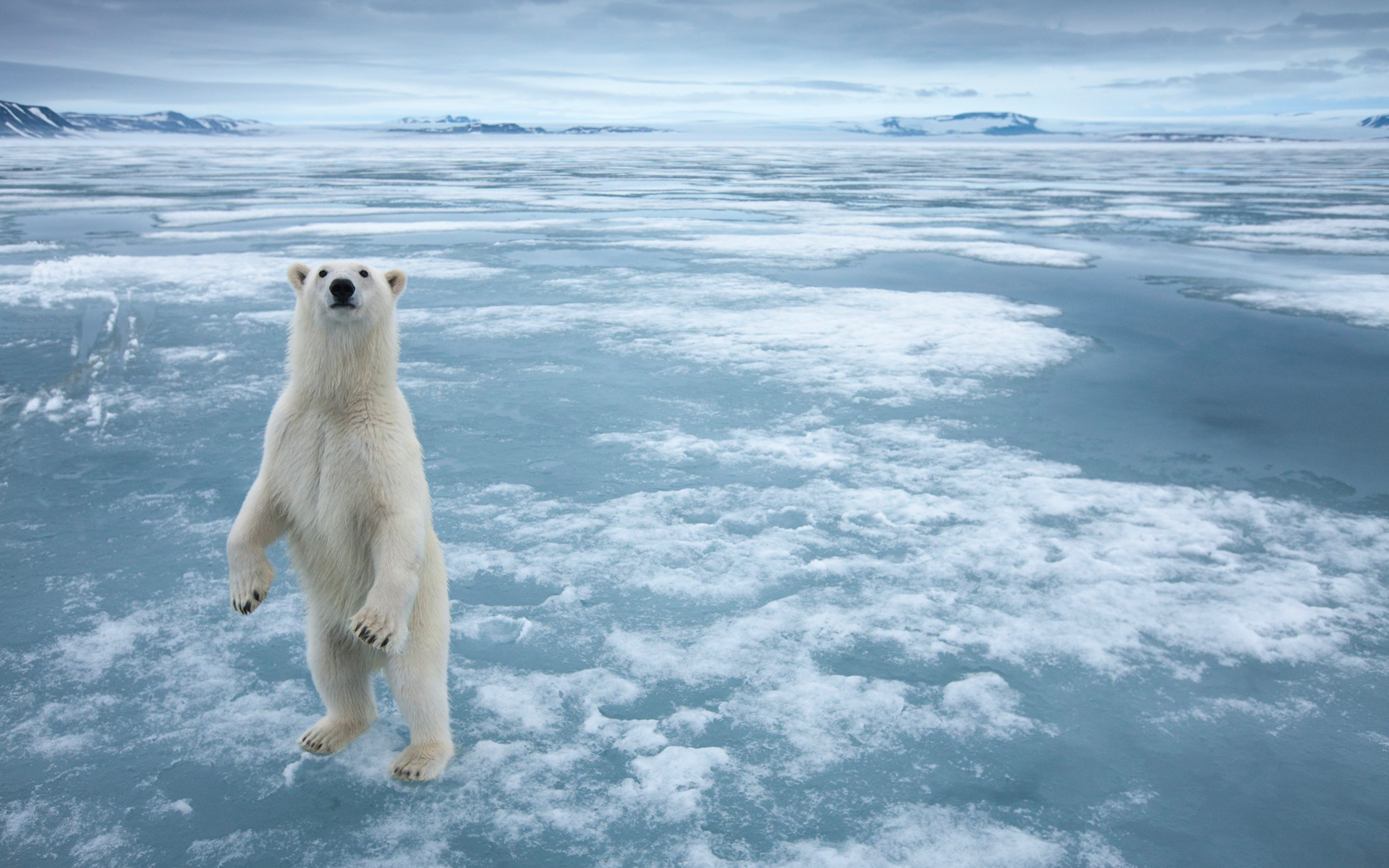 166655 descargar fondo de pantalla animales, oso polar, oso, osos: protectores de pantalla e imágenes gratis