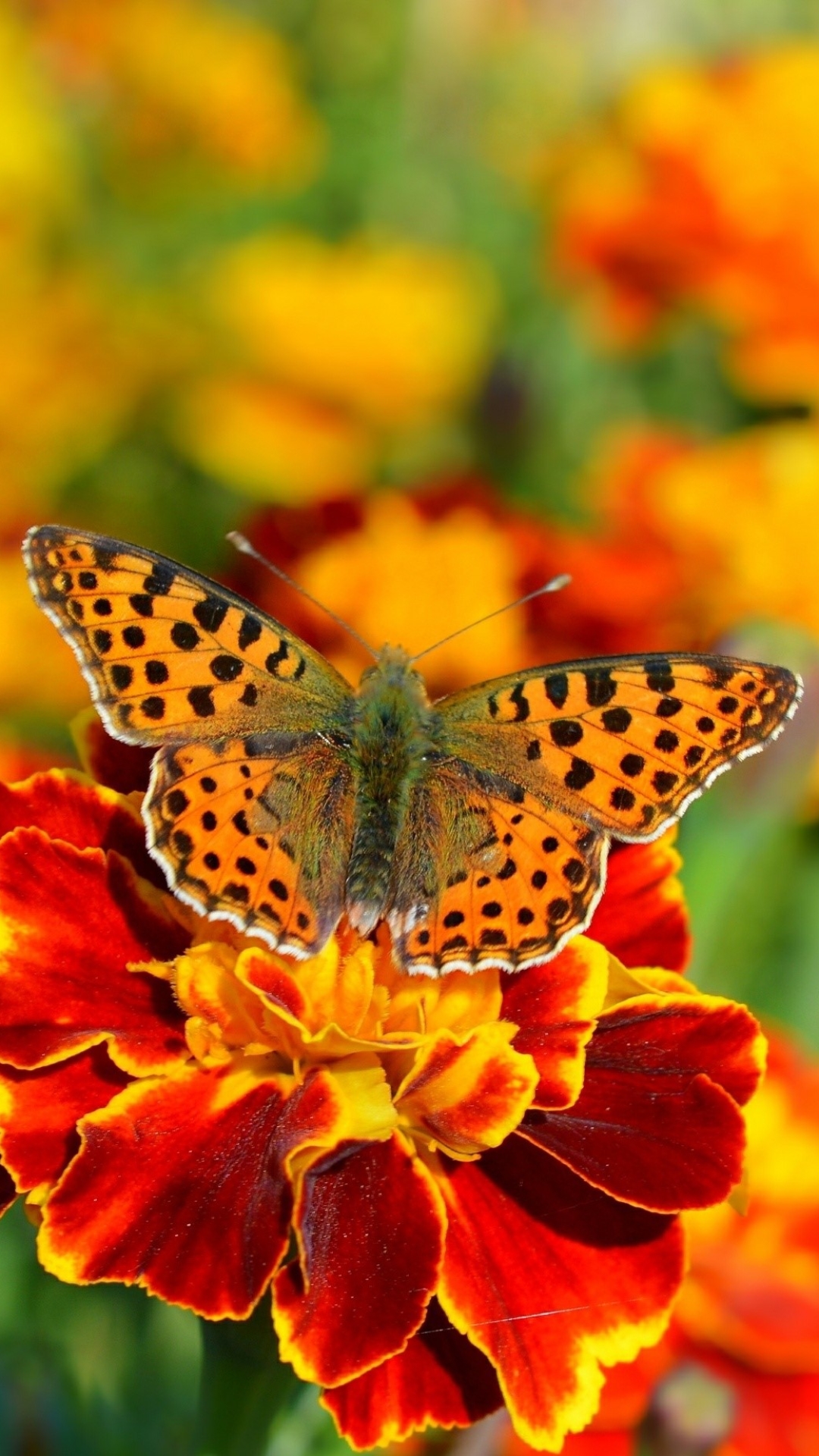 Download mobile wallpaper Flower, Macro, Butterfly, Animal, Marigold, Orange Flower for free.