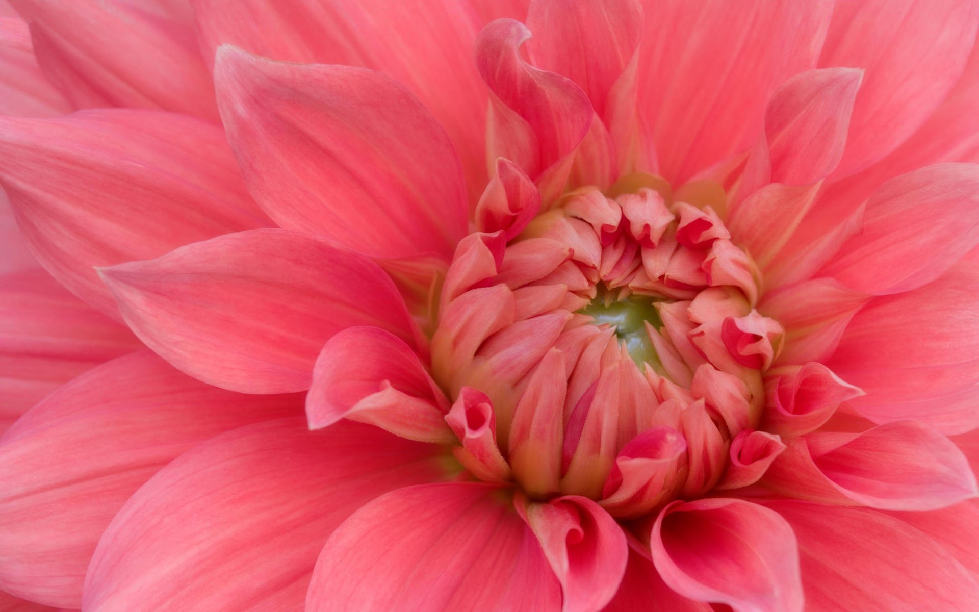 Free download wallpaper Nature, Flowers, Flower, Close Up, Earth, Petal, Dahlia, Pink Flower on your PC desktop