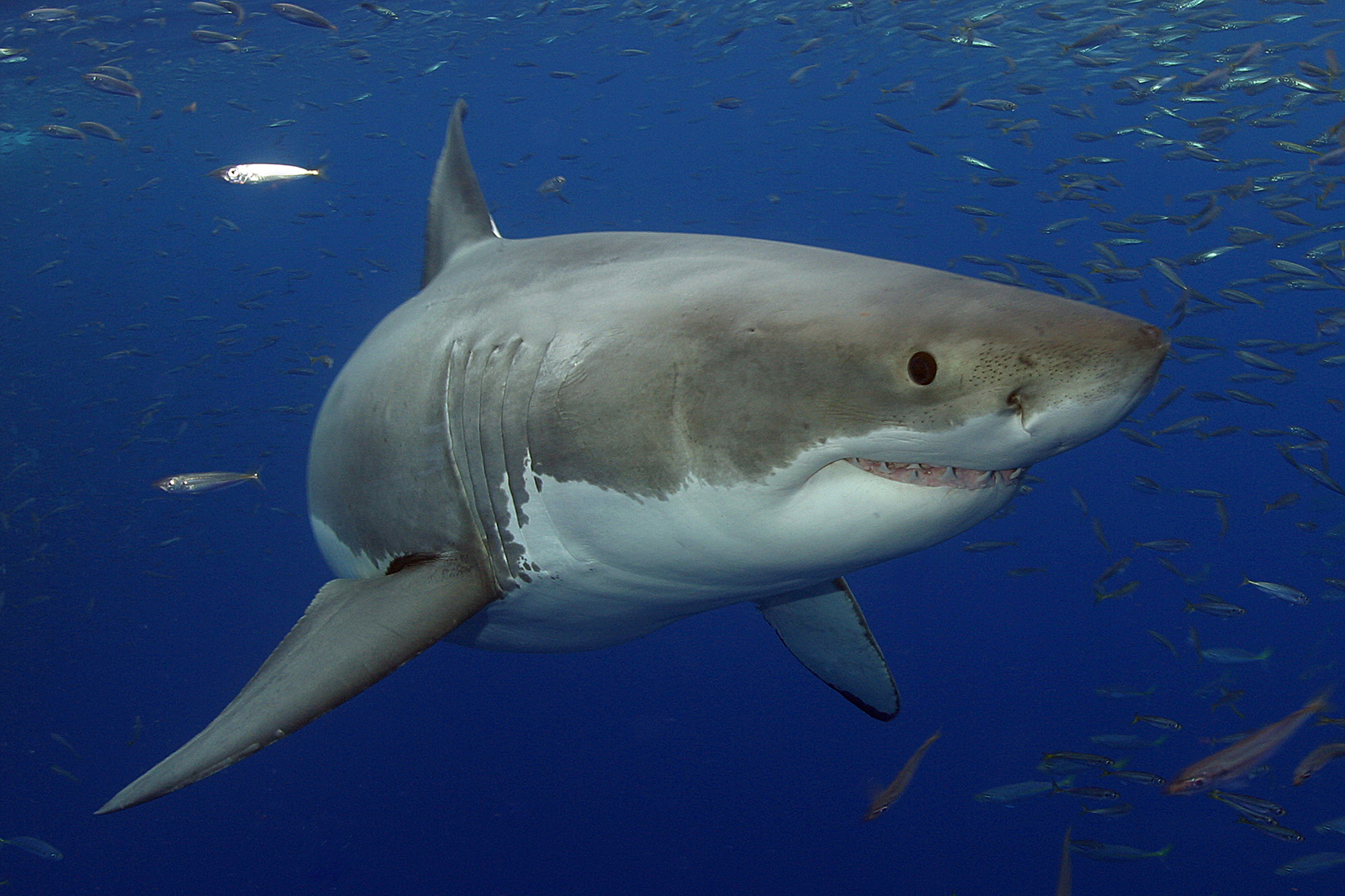 340091 baixar papel de parede animais, grande tubarão branco - protetores de tela e imagens gratuitamente