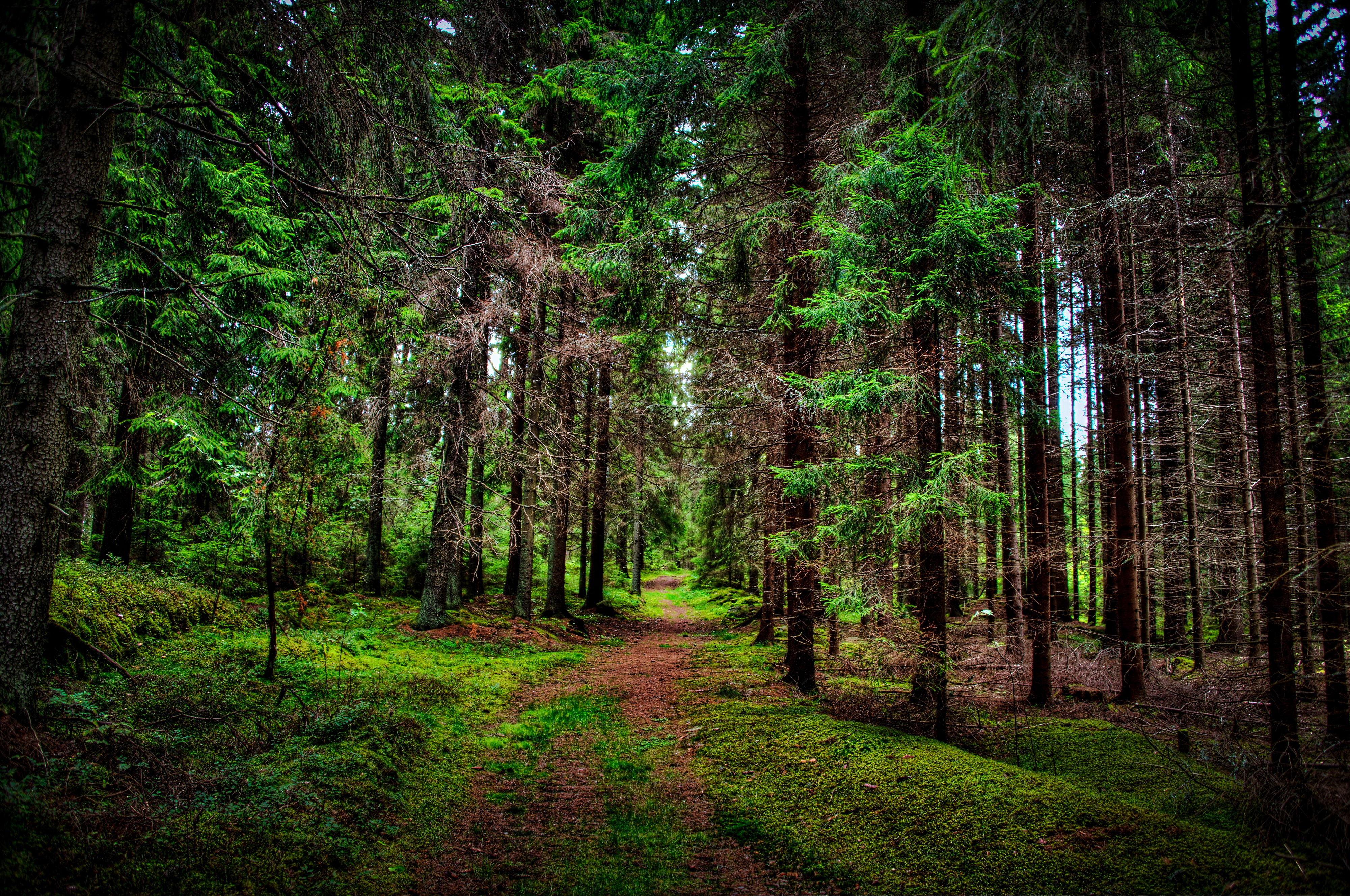 Скачати мобільні шпалери Ліс, Дерево, Земля, Шлях безкоштовно.