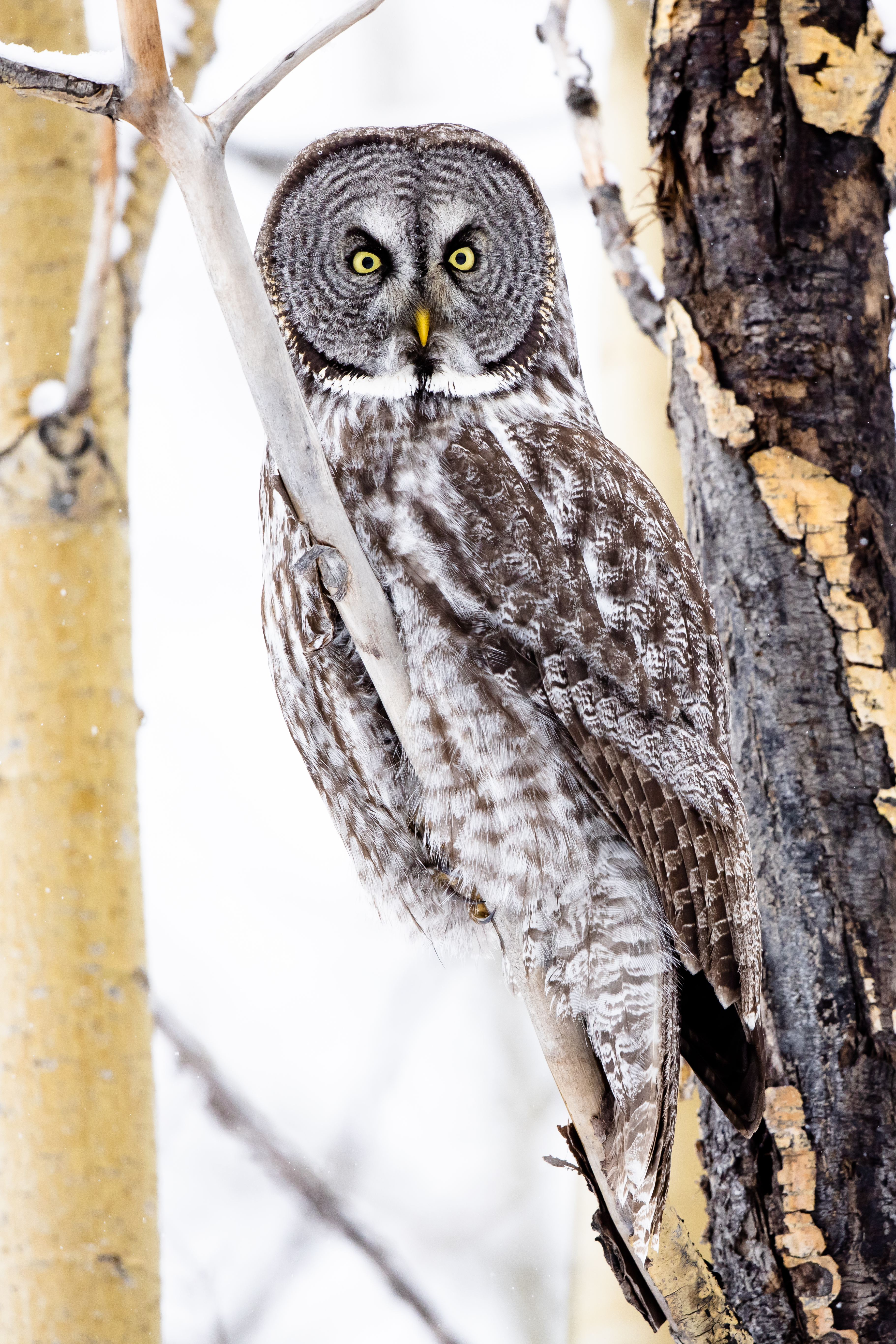 owl, animals, bird, wood, tree, branches, sight, opinion, tawny owl Full HD