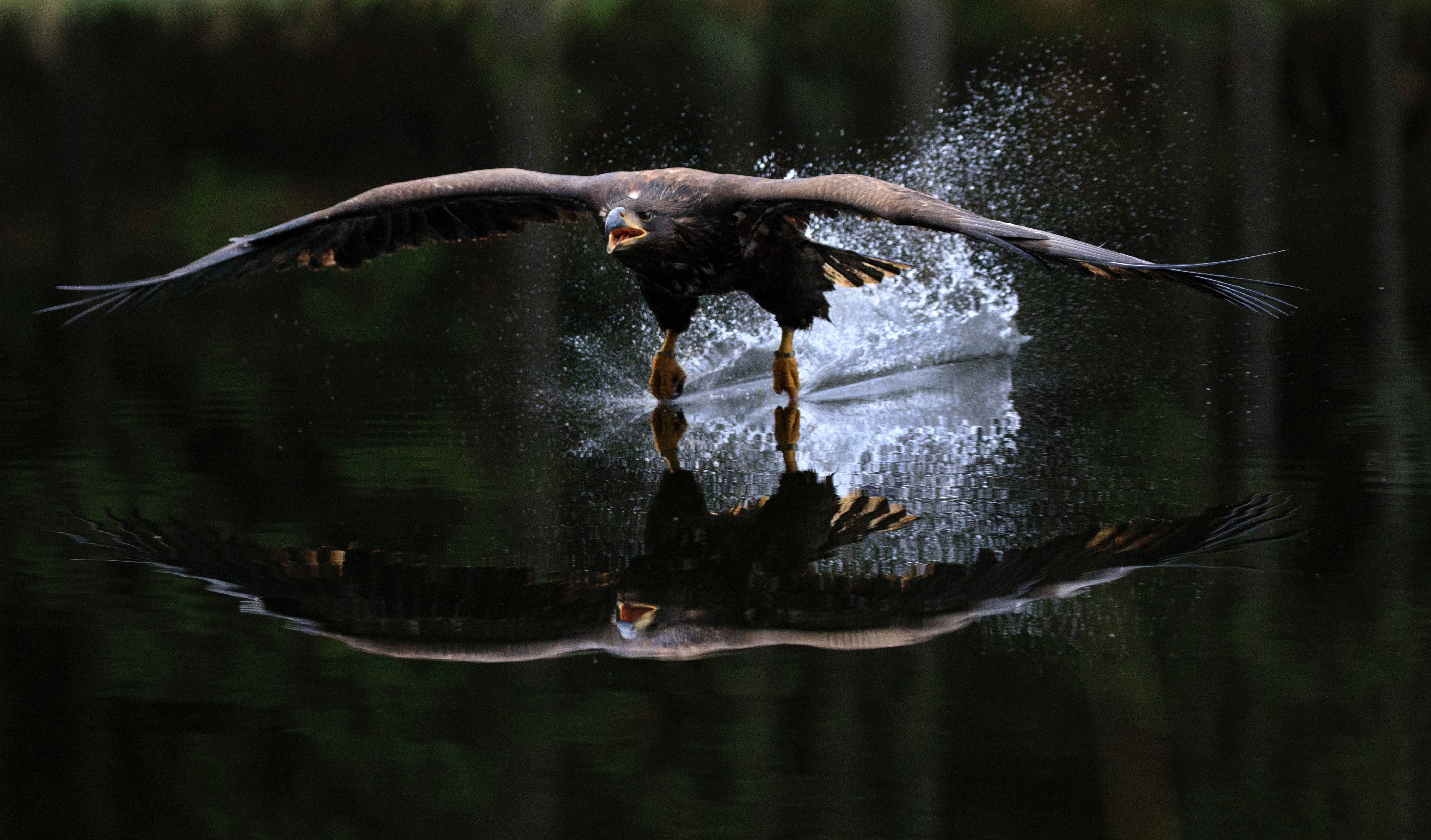 flight, animal, eagle, bird, reflection, water, birds