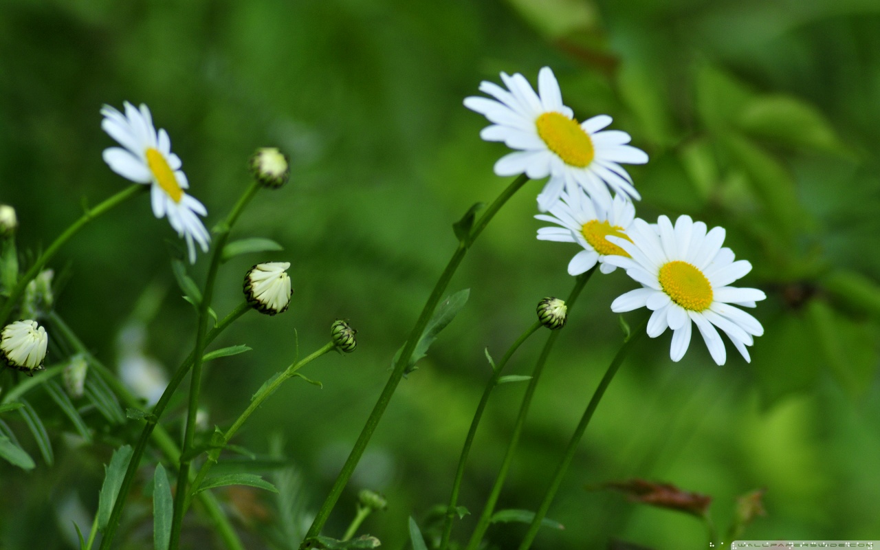 Téléchargez des papiers peints mobile Fleur, Terre/nature gratuitement.