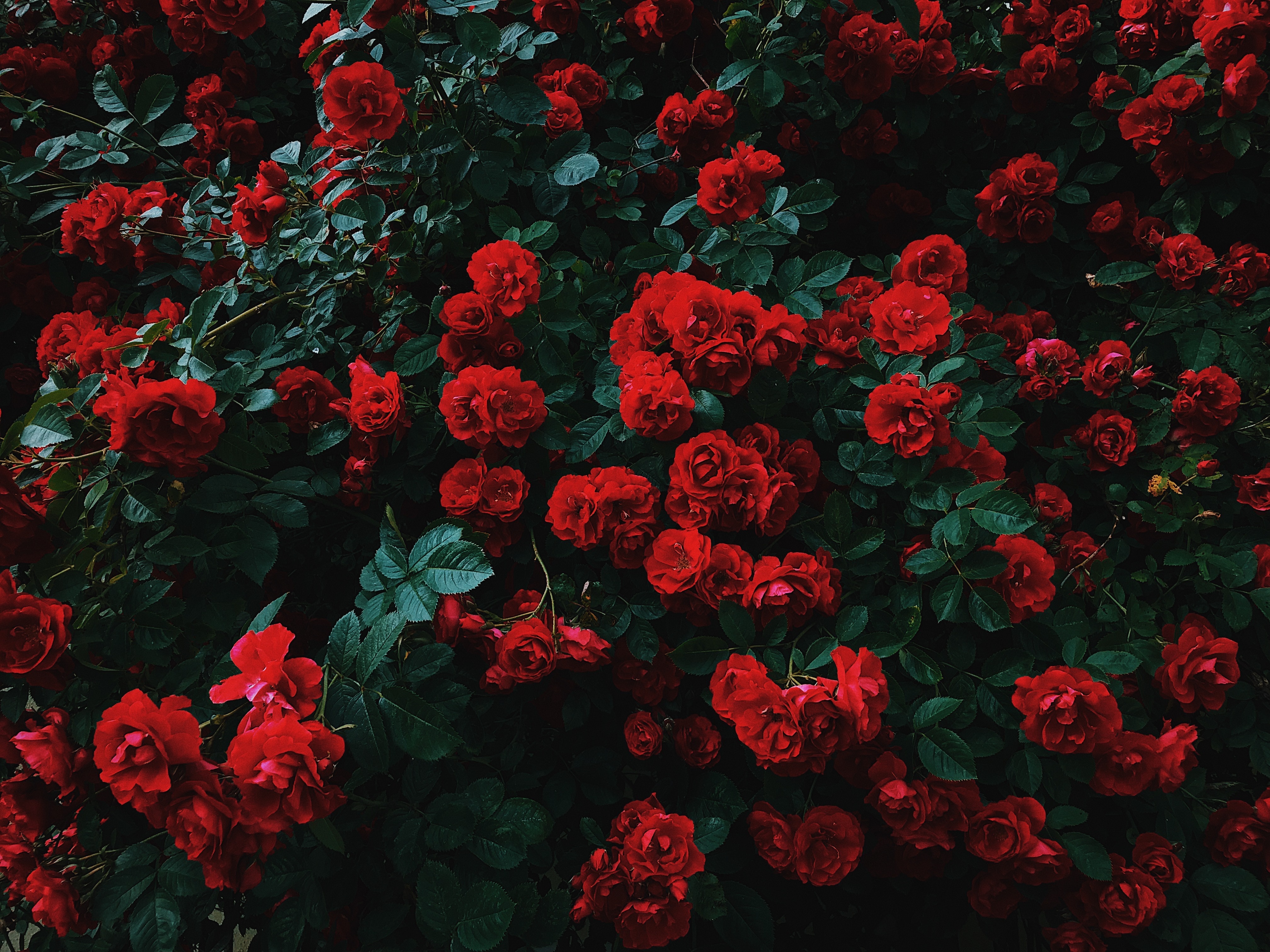 69372 baixar papel de parede rosas, floração, florescer, vermelho, jardim, flores, arbusto, contraste - protetores de tela e imagens gratuitamente