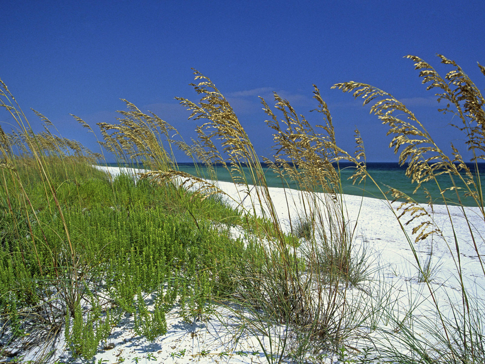 1076355 descargar imagen tierra/naturaleza, playa, hierba, océano, arena: fondos de pantalla y protectores de pantalla gratis