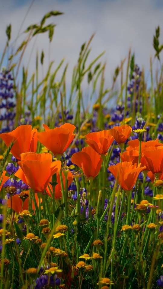 Download mobile wallpaper Nature, Flowers, Flower, Earth, Field, Orange Flower for free.