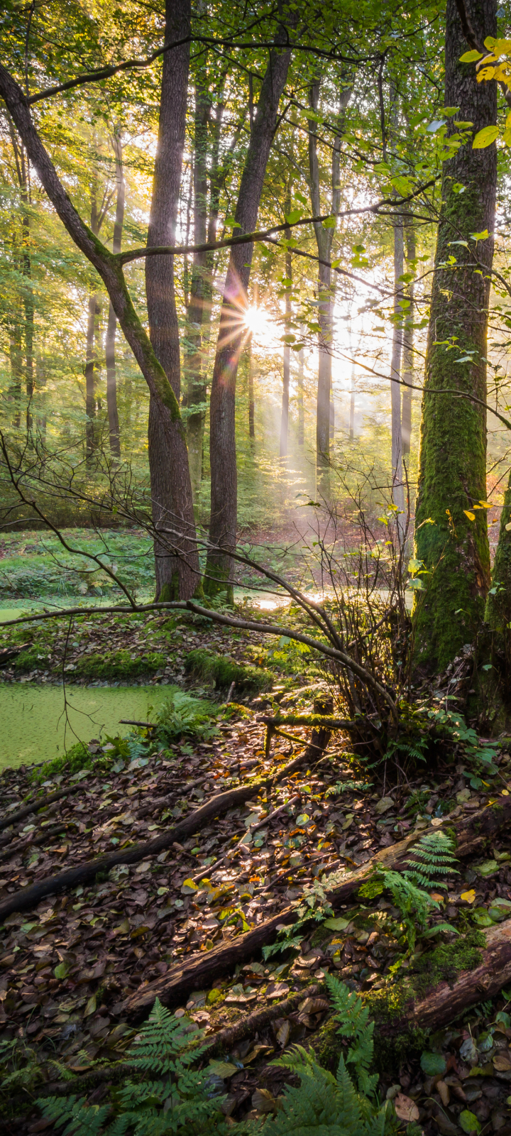 Handy-Wallpaper Wald, Sonnenstrahl, Erde/natur, Sonnenbohne kostenlos herunterladen.