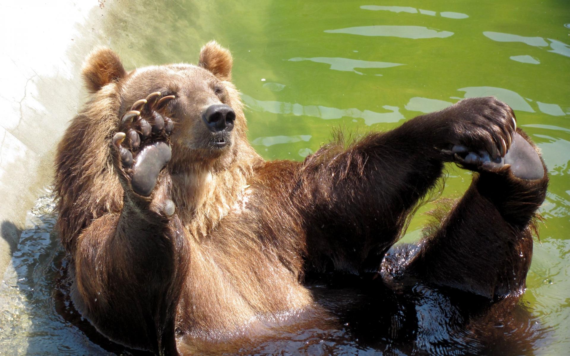 Descarga gratuita de fondo de pantalla para móvil de Animales, Oso.