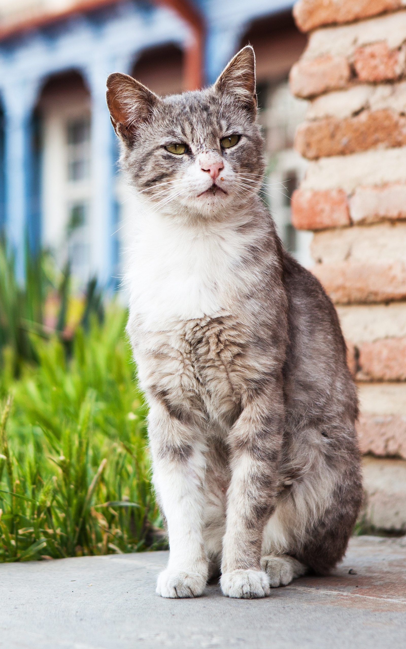 Descarga gratuita de fondo de pantalla para móvil de Animales, Gatos, Gato.