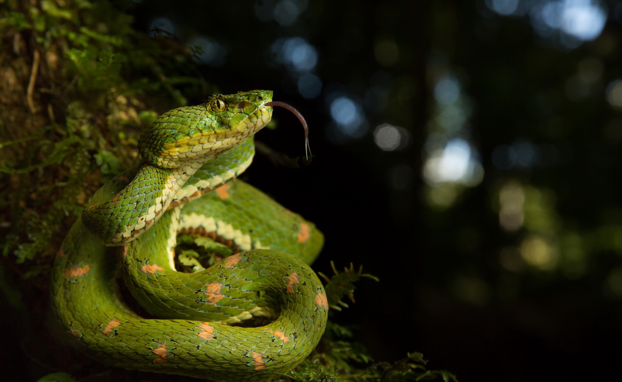 Free download wallpaper Animal, Reptile, Snake, Reptiles, Bokeh, Viper on your PC desktop