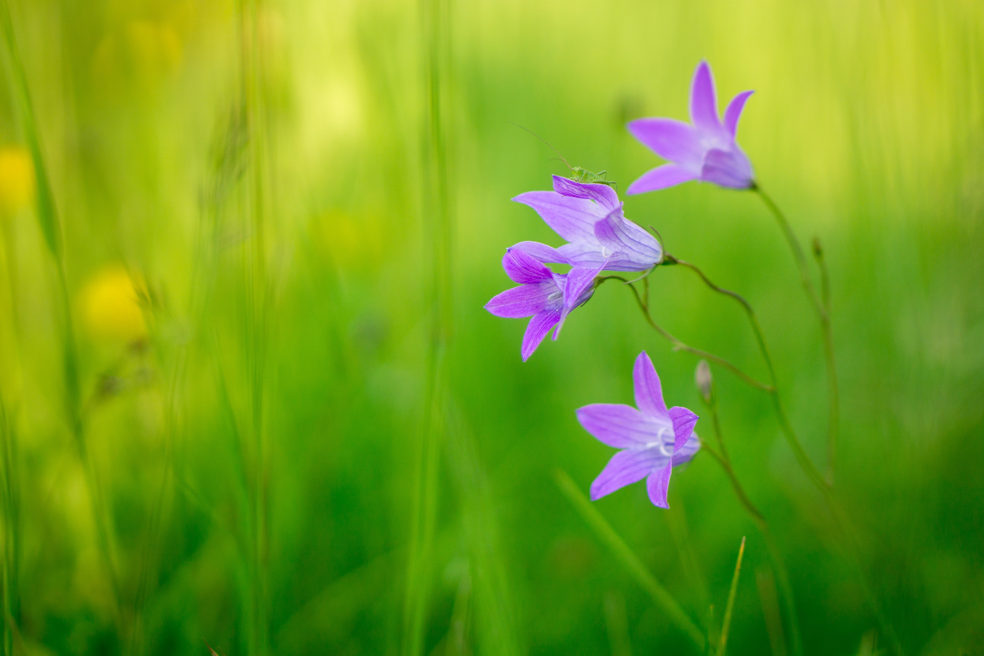無料モバイル壁紙自然, フラワーズ, 花, 地球, 紫色の花をダウンロードします。