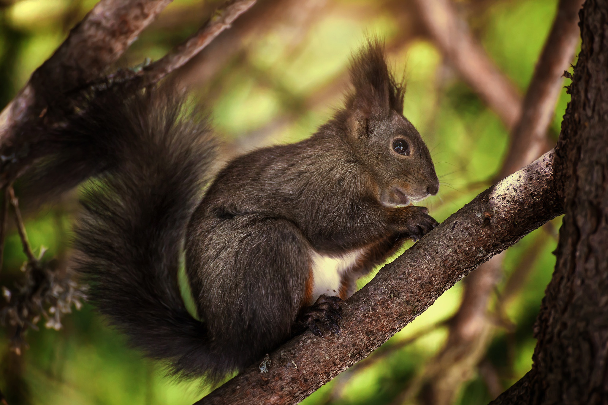 Laden Sie das Tiere, Eichhörnchen, Nagetier-Bild kostenlos auf Ihren PC-Desktop herunter