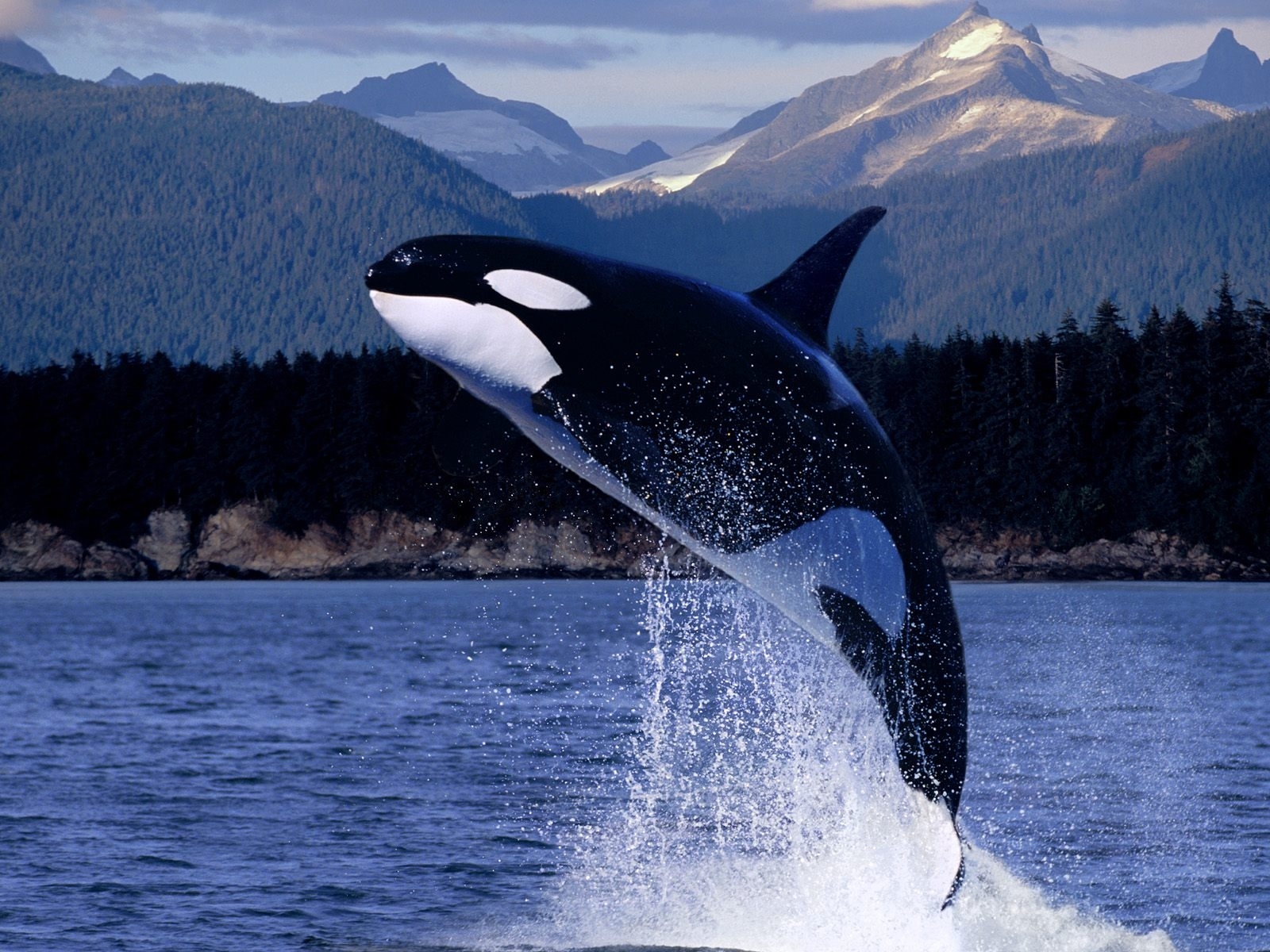 9158 baixar papel de parede peixes, baleias, animais, água, as orcas, azul - protetores de tela e imagens gratuitamente